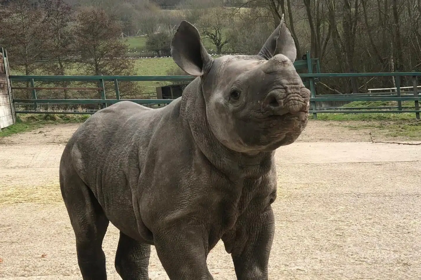 Næsehornet Mlimba er vokset op i en zoologisk have i Storbritannien sammen med sin mor. Nu rykker hun til Ebeltoft i Danmark.