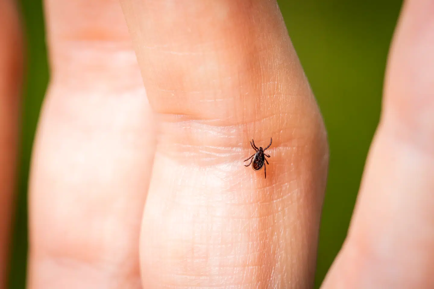TBE er så sjælden, at SSI estimerer, at der skal vaccineres 50.000 borgere, der udviser »risikoadfærd« i de udpegede risikoområder, for at forhindre ét sygdomstilfælde.