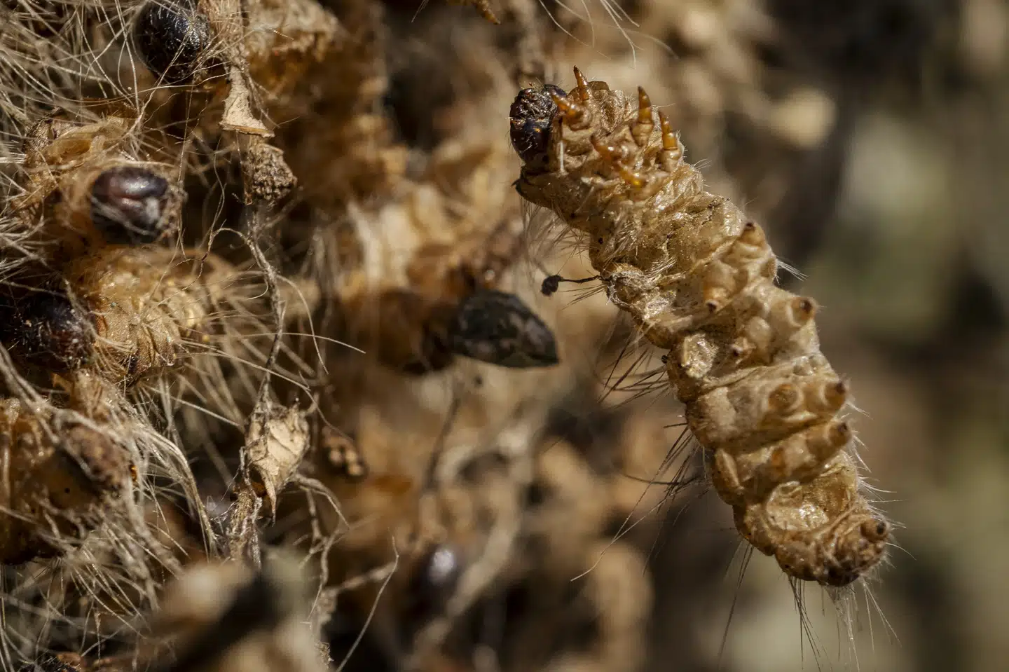 Larver fra egeprocessionsspindere er indtil videre kun fundet på Fyn. Tidligere på ugen fandt man også en rede i Horsens. (Arkivfoto).