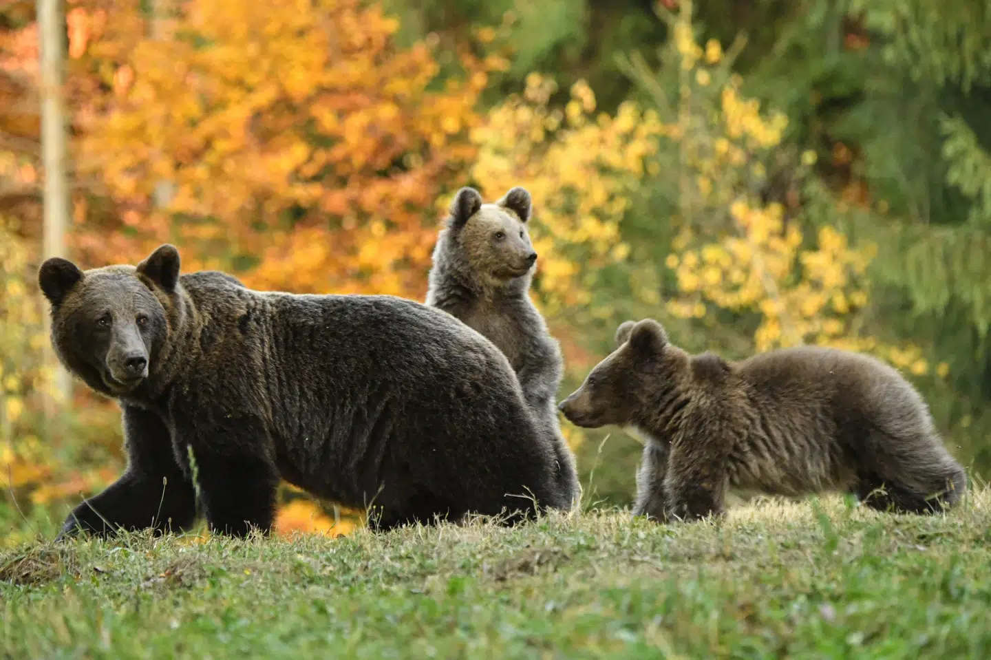 Hunbjørne med unger er mindre bange for mennesker end for hanbjørne, og derfor søger hunnerne mod bebyggede områder i Sverige, fortæller projektleder Jonas Kindberg. (Arkivfoto).