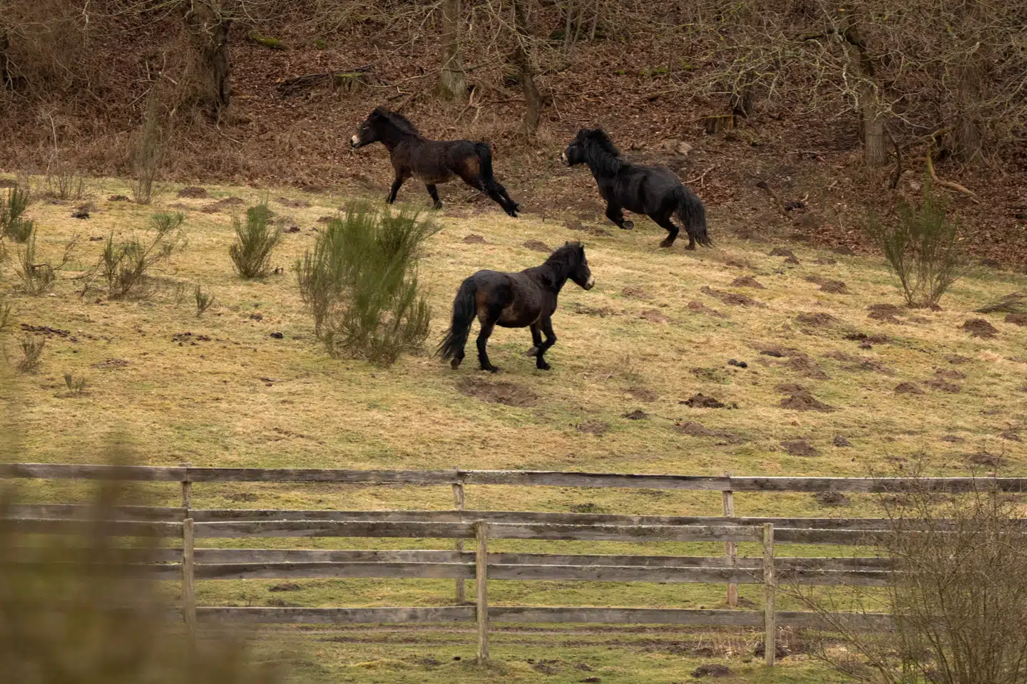 Forskerne indsamlede blandt andet prøver fra hestene ved Molslaboratoriet på Djursland. Foto: Bo Amstrup, Scanpix