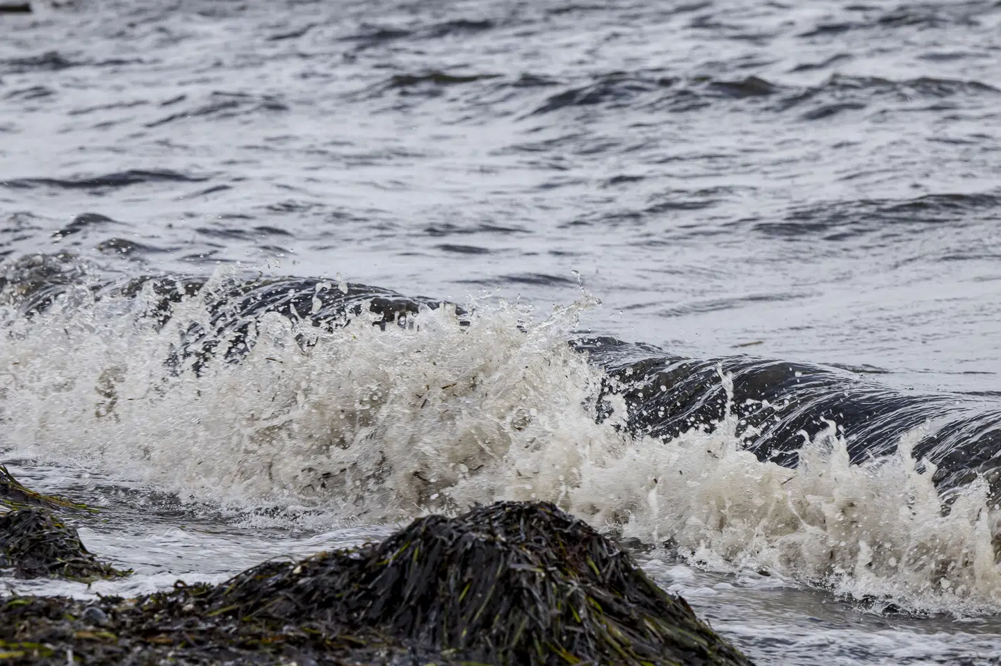 Danmark kunne bruge EU-lovgivning til at rette op på dårlig vandkvalitet, men i stedet skubber regeringen forpligtelser og regler foran sig, og det er et udtryk for minimumsimplementering, mener grønne aktører. De opfordrer i et fælles opråb regeringen til at droppe principper om at holde sig til minimumskrav i EU-regulering. (Arkivfoto).