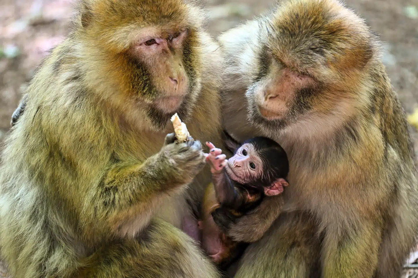 De mere matriarkalske abearter har mere tilfælles med os mennesker. Her ses to hunberberaber med en lille nyfødt. Arkivfoto: Felix K'stle, Scanpix