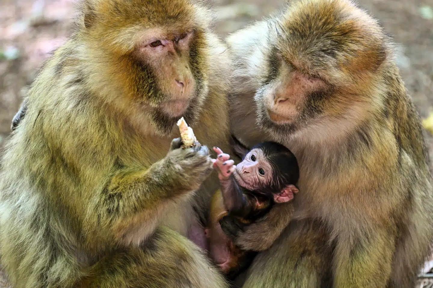 De mere matriarkalske abearter har mere tilfælles med os mennesker. Her ses to hunberberaber med en lille nyfødt. Arkivfoto: Felix K'stle, Scanpix