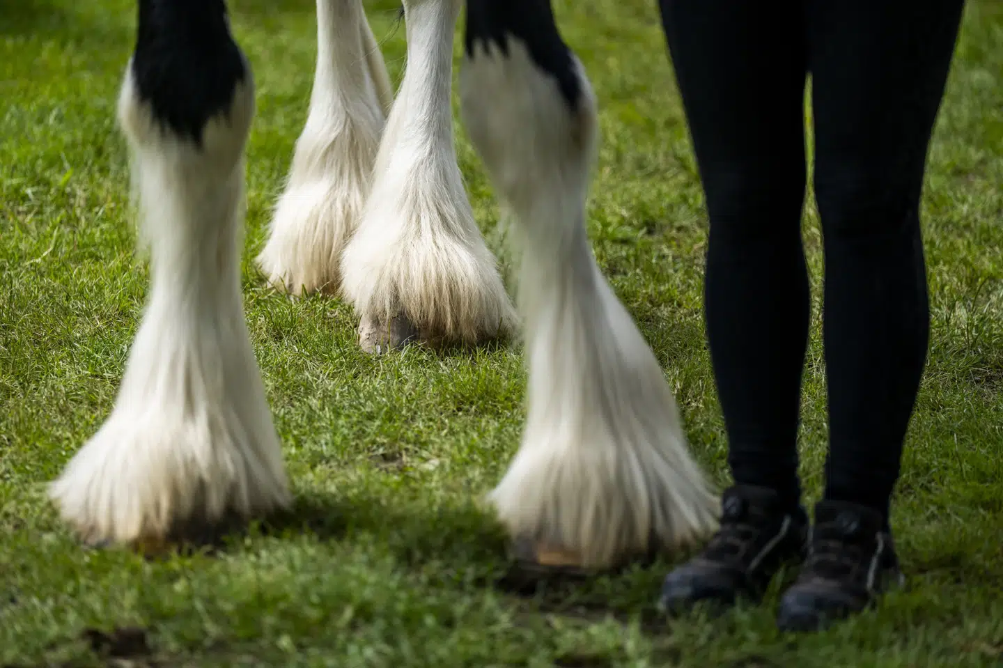Den 16-årige pige trak to islandske heste, da de blev urolige, og det endte i en ulykke. (Arkivfoto).