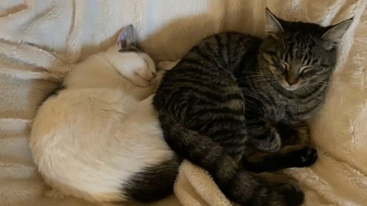 Pias to katte, som hun sender på pensionat under festivalen.