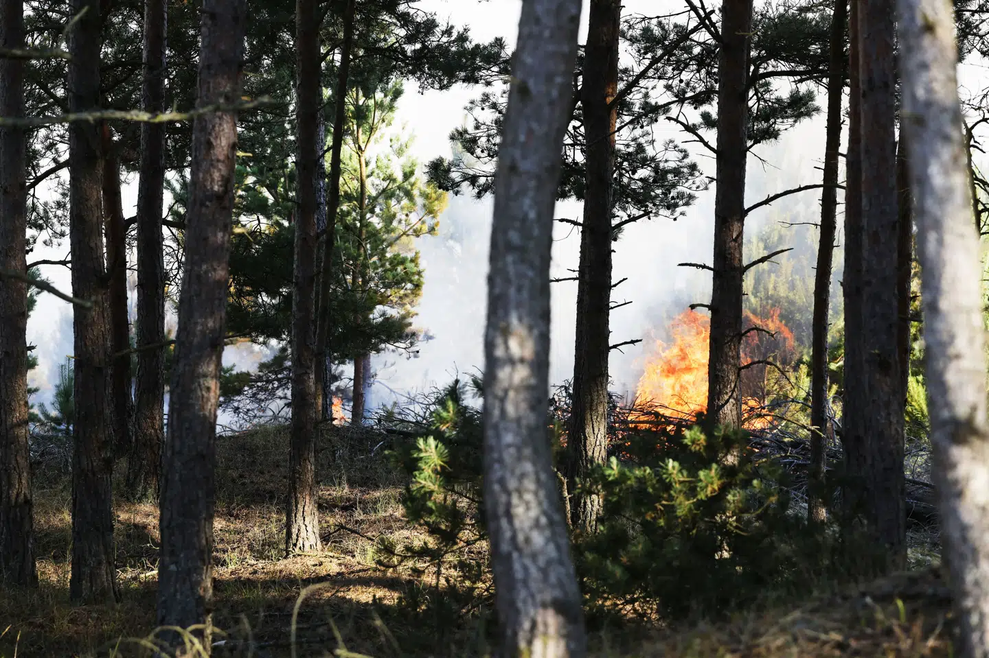 En naturbrand har siden mandag eftermiddag hærget i Skagen Klitplantage.