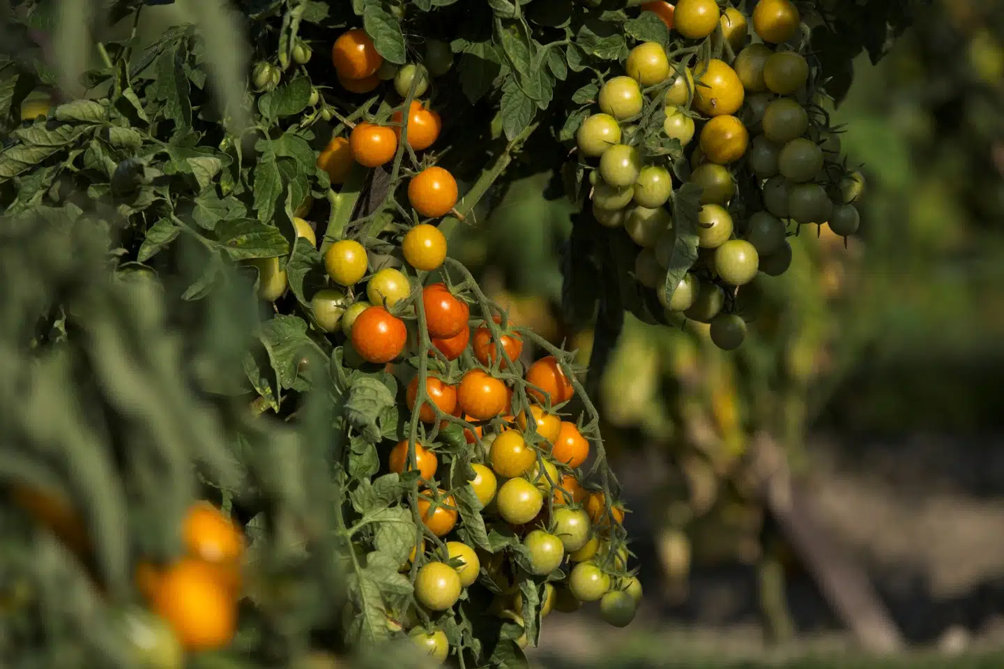 Ny forskning fra Tel Aviv University tyder ifølge BBC på, at dyr kan reagere på lyde, som det menneskelige øre ikke kan høre, fra planter. En forskergruppe har undersøgt natsværmere, som undgik at lægge æg i tomatplanter, hvis de lavede lyde, som insekterne forbandt med en dårlig helbredstilstand hos planten. (Arkivfoto).