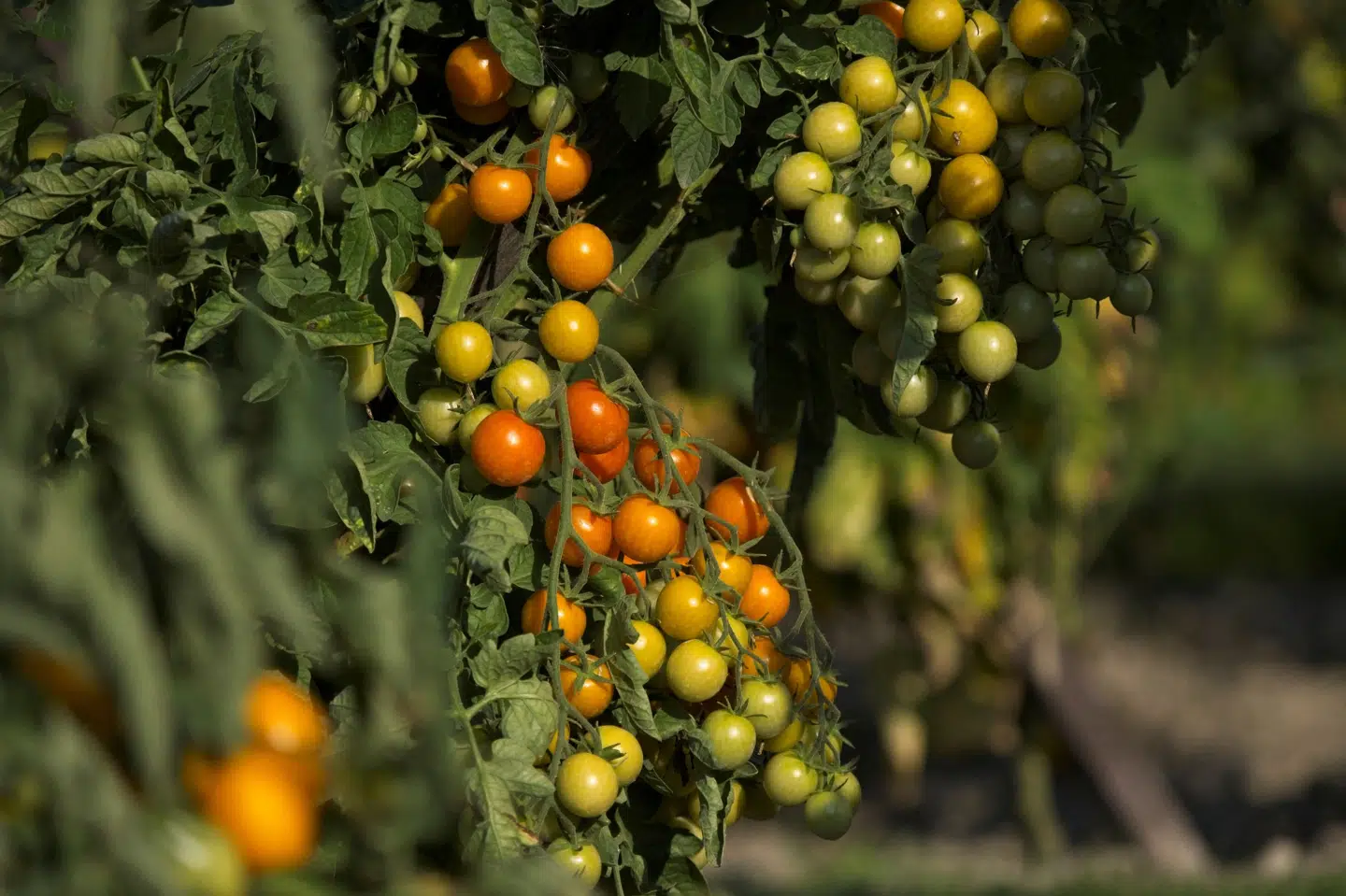 Ny forskning fra Tel Aviv University tyder ifølge BBC på, at dyr kan reagere på lyde, som det menneskelige øre ikke kan høre, fra planter. En forskergruppe har undersøgt natsværmere, som undgik at lægge æg i tomatplanter, hvis de lavede lyde, som insekterne forbandt med en dårlig helbredstilstand hos planten. (Arkivfoto).