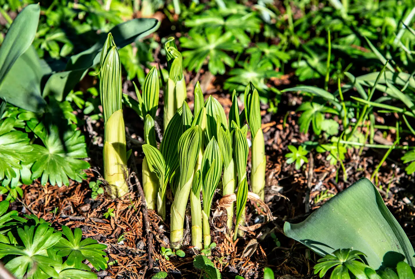 »Havekulturen er ikke bare æstetik, men etik. Vi ser, hvordan forestillingen om det gode liv bliver trukket væk fra det politiske, det kollektive og det omstridte,« skriver Bo Kampmann Walther i denne kronik, hvor han dykker ned i havens jord og muld for at finde ud af, hvor meget vores haver egentlig afspejler vores egne liv.