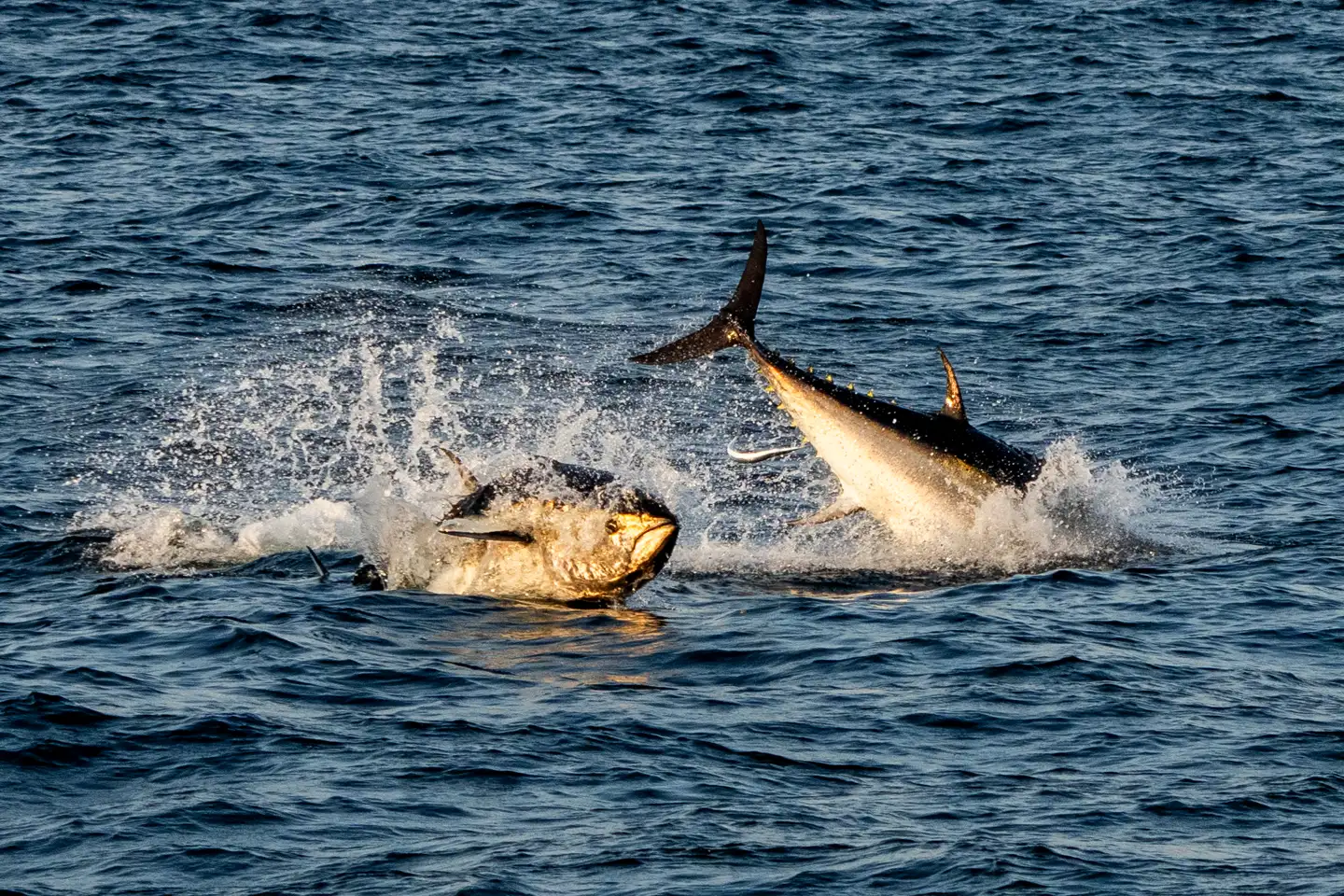 Nogle af tunfiskene i Øresund kan angiveligt veje så meget som 700 kilo.