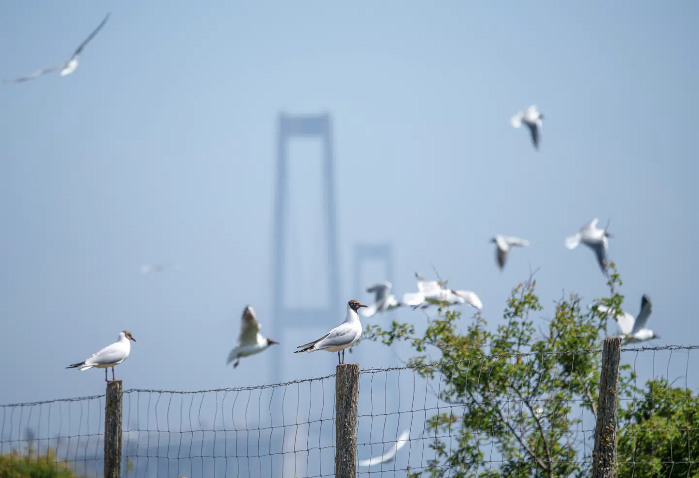 Sund & Bælt burde have ladet hensynet til fremkommelighed trumfe ønsket om afgift og åbnet bommene, da et nedbrud hos Nets forleden skabte voldsomme køer, skriver Ole P. Kristensen i denne leder.