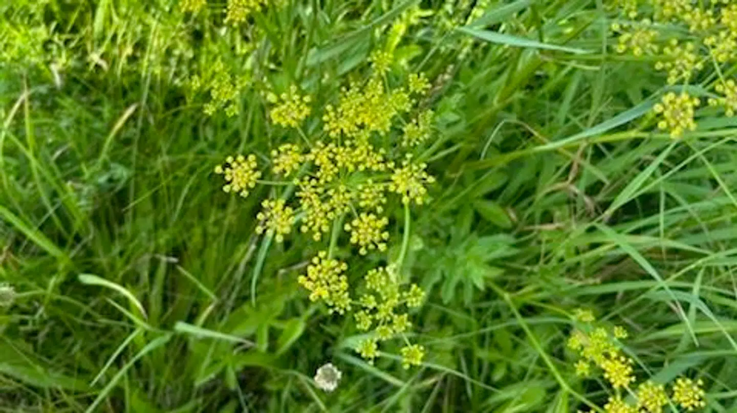 Vejgrøften, hvor planten blev plukket. På billedet ses 'vild pastinak'.