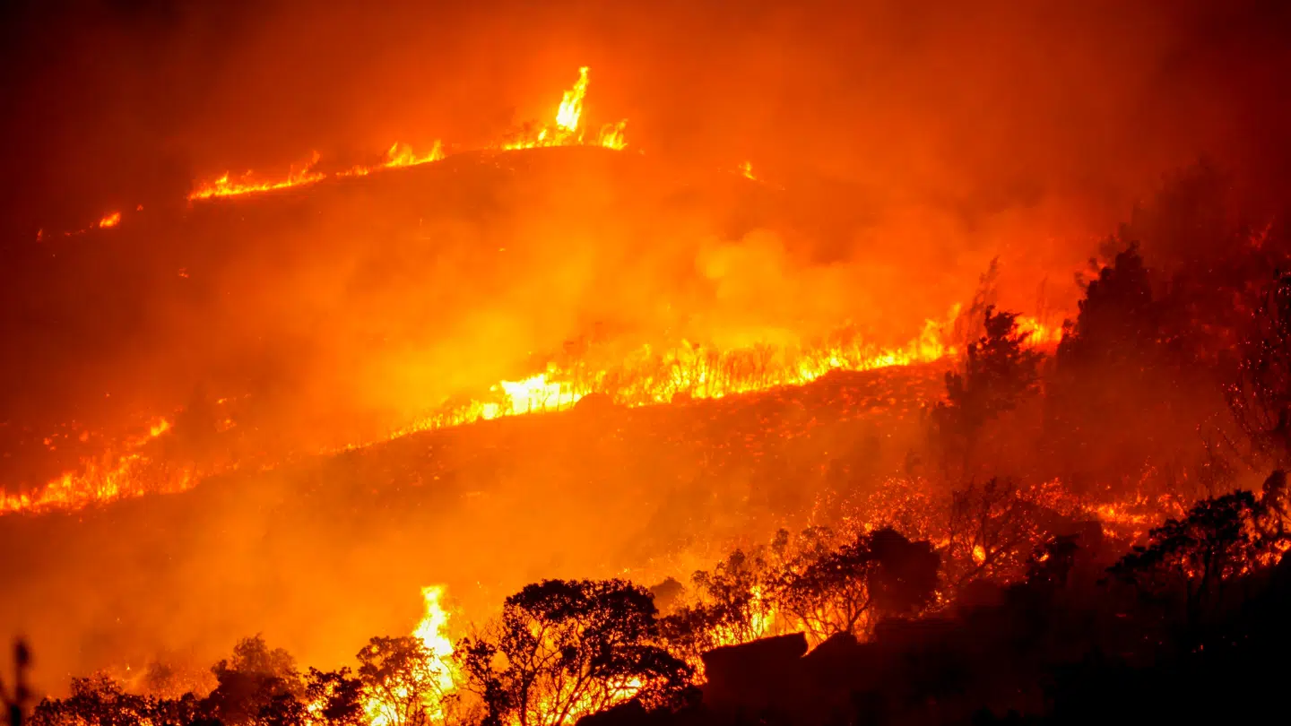 Skovbrande har hærget både Cypern og Tyrkiet. Her ses et billede fra Cypern.