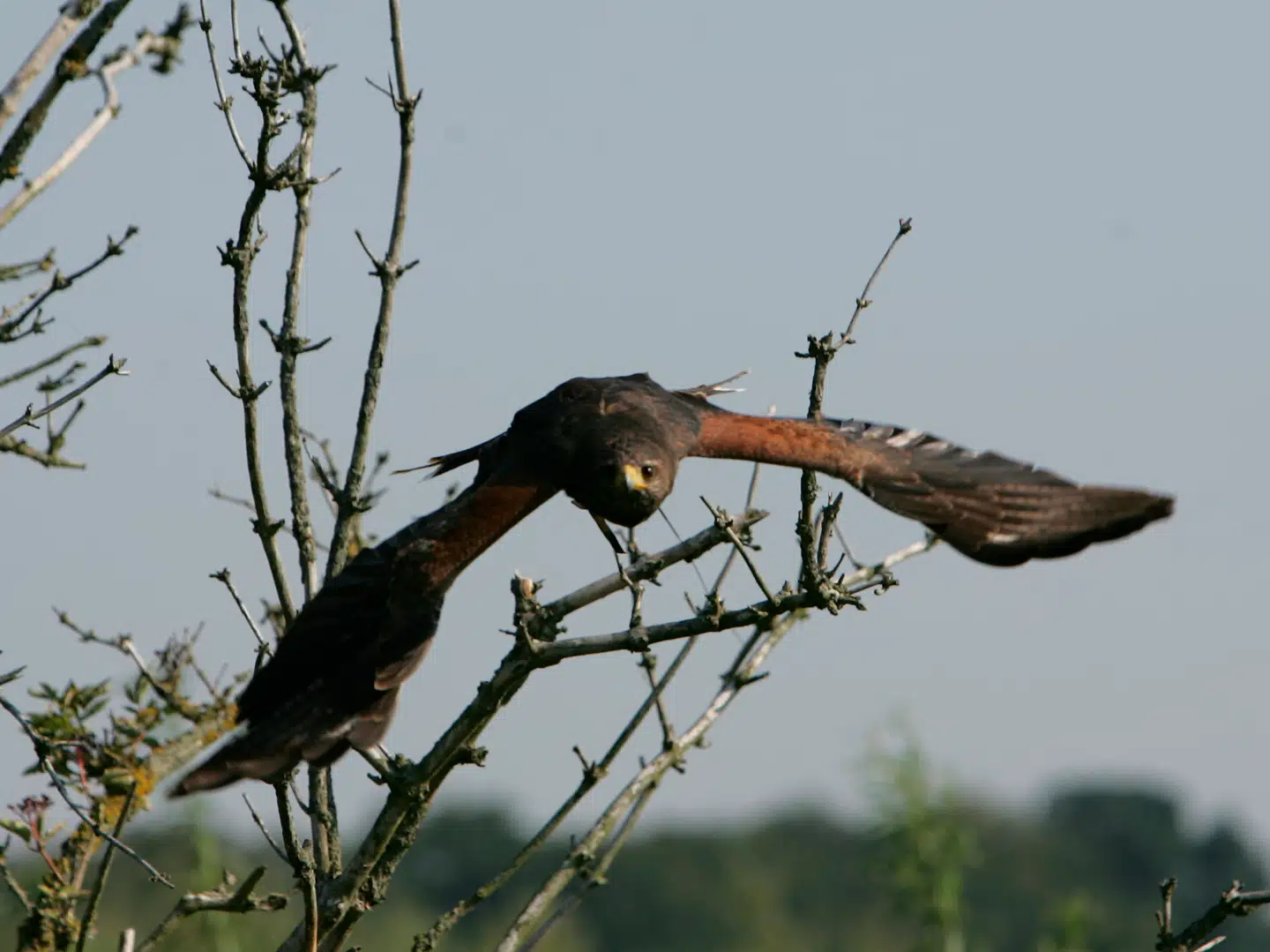 Det er ofte antaget, at fart og overlevelse hænger tæt sammen hos dyr. Men det viser sig, at det ikke er nok at være hurtig, hvis man hele tiden eksponeret for rovdyr som f.eks. rovfugle. Arkivfoto: Ernst van Norde