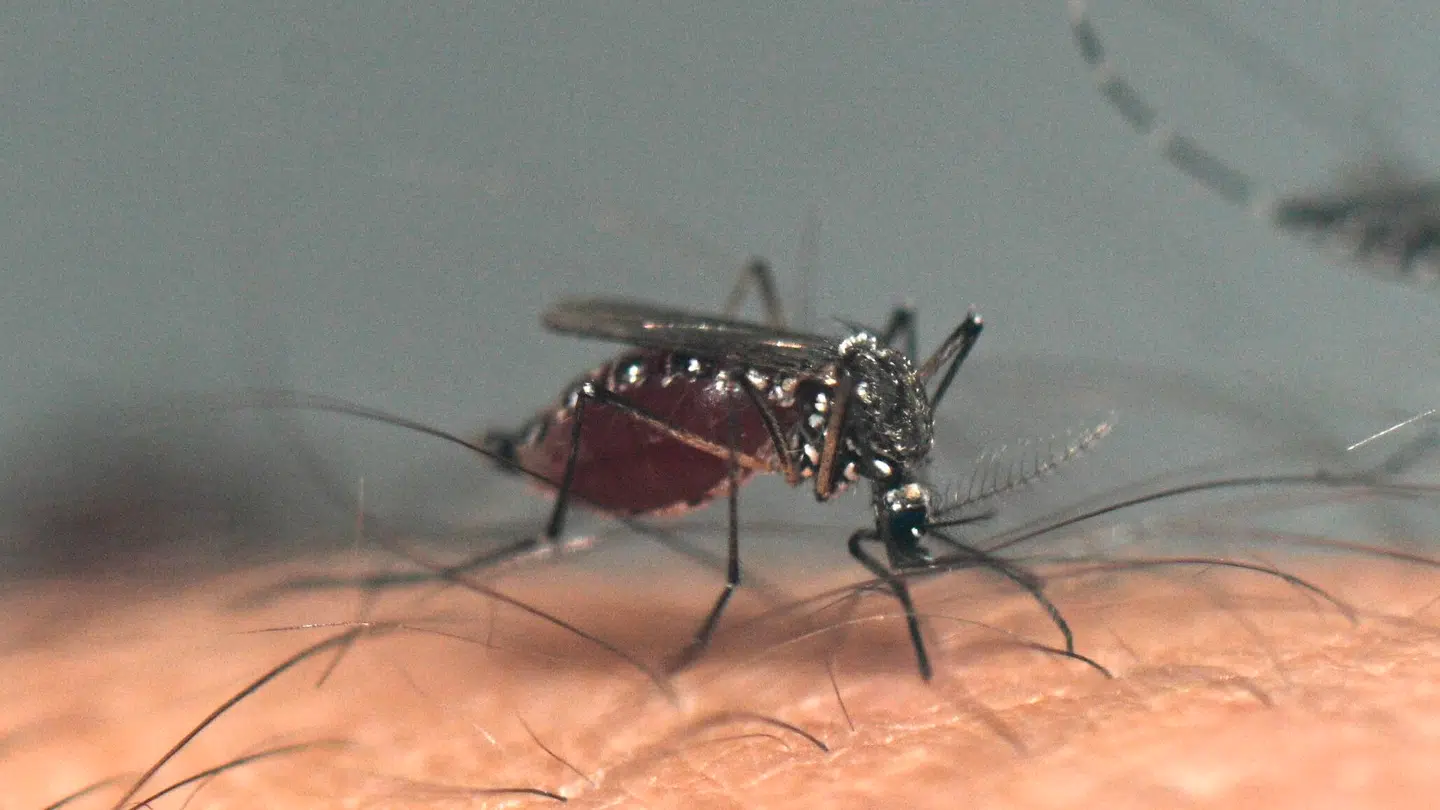 En asiatisk tigermyg, der især kan overføre dengue-, zika- og chikungunya-virusserne.