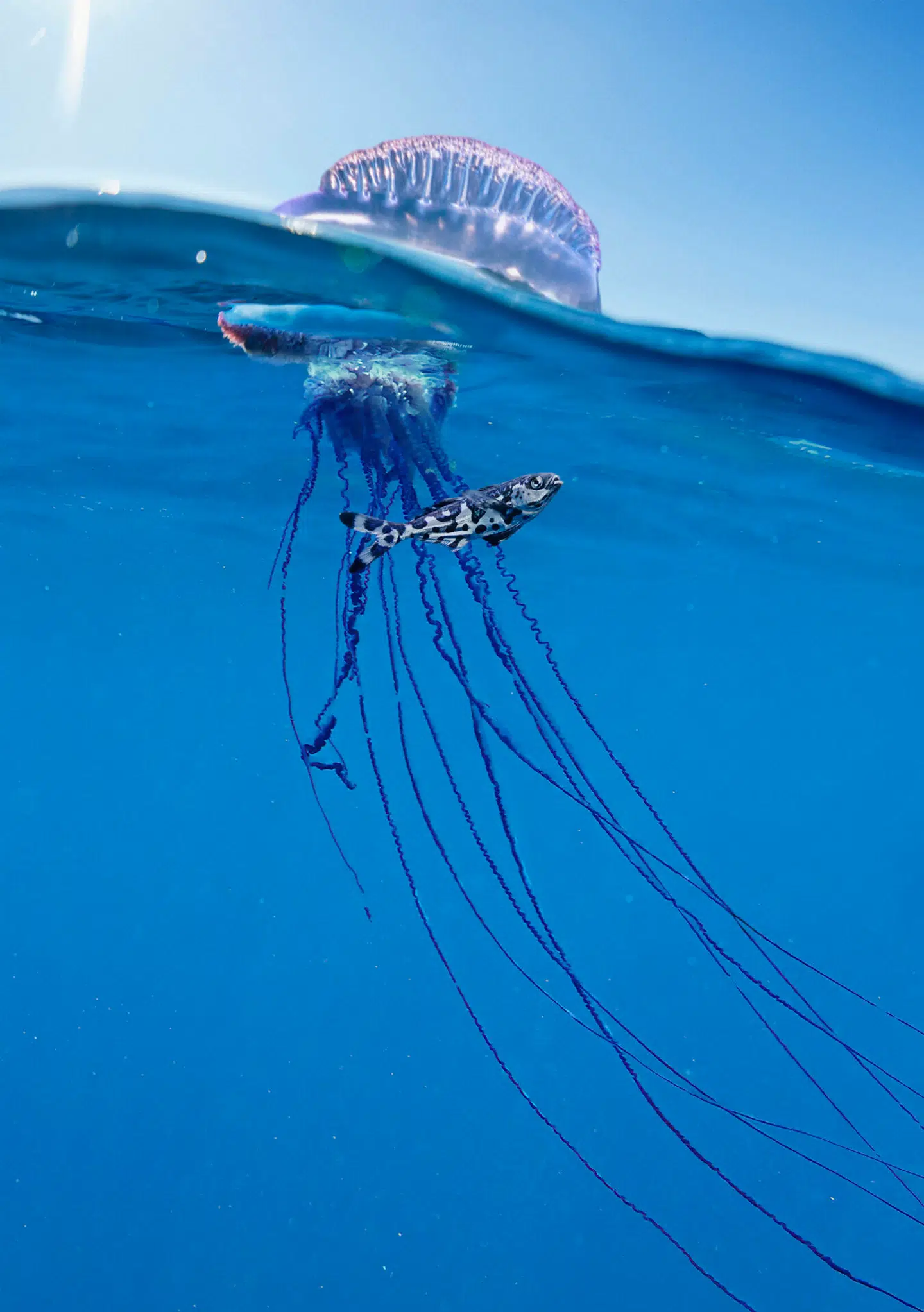 Brændetrådene kan blive meget lange på den farlige gople.