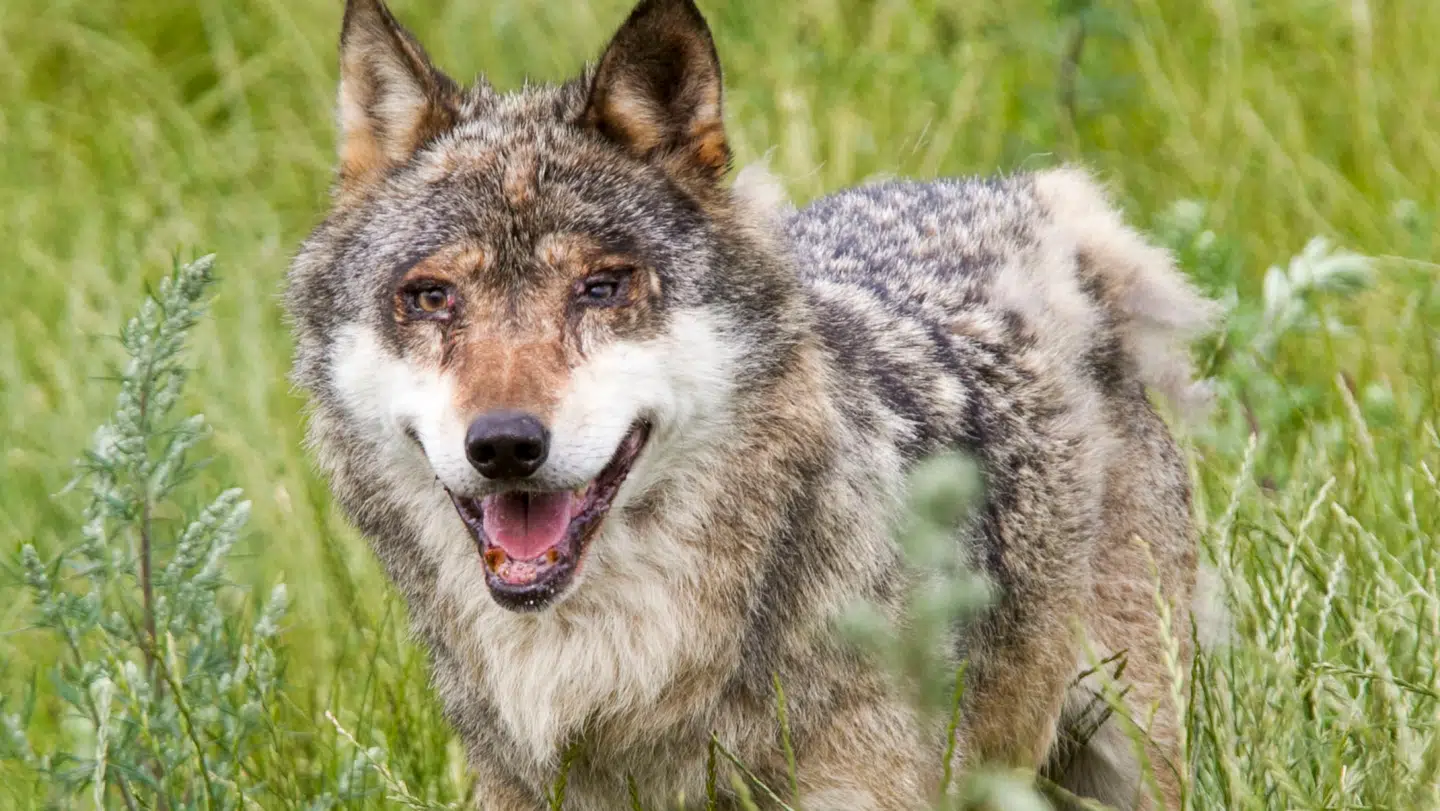 En formodet ulv har angrebet en dreng på seks år i en skov i Holland. På billedet ses en ulv i Skandinavisk Dyrepark.