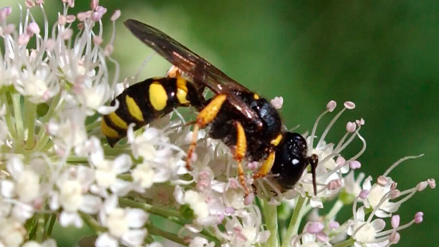 Radioaktiv hvepserede fundet i staten South Carolina.