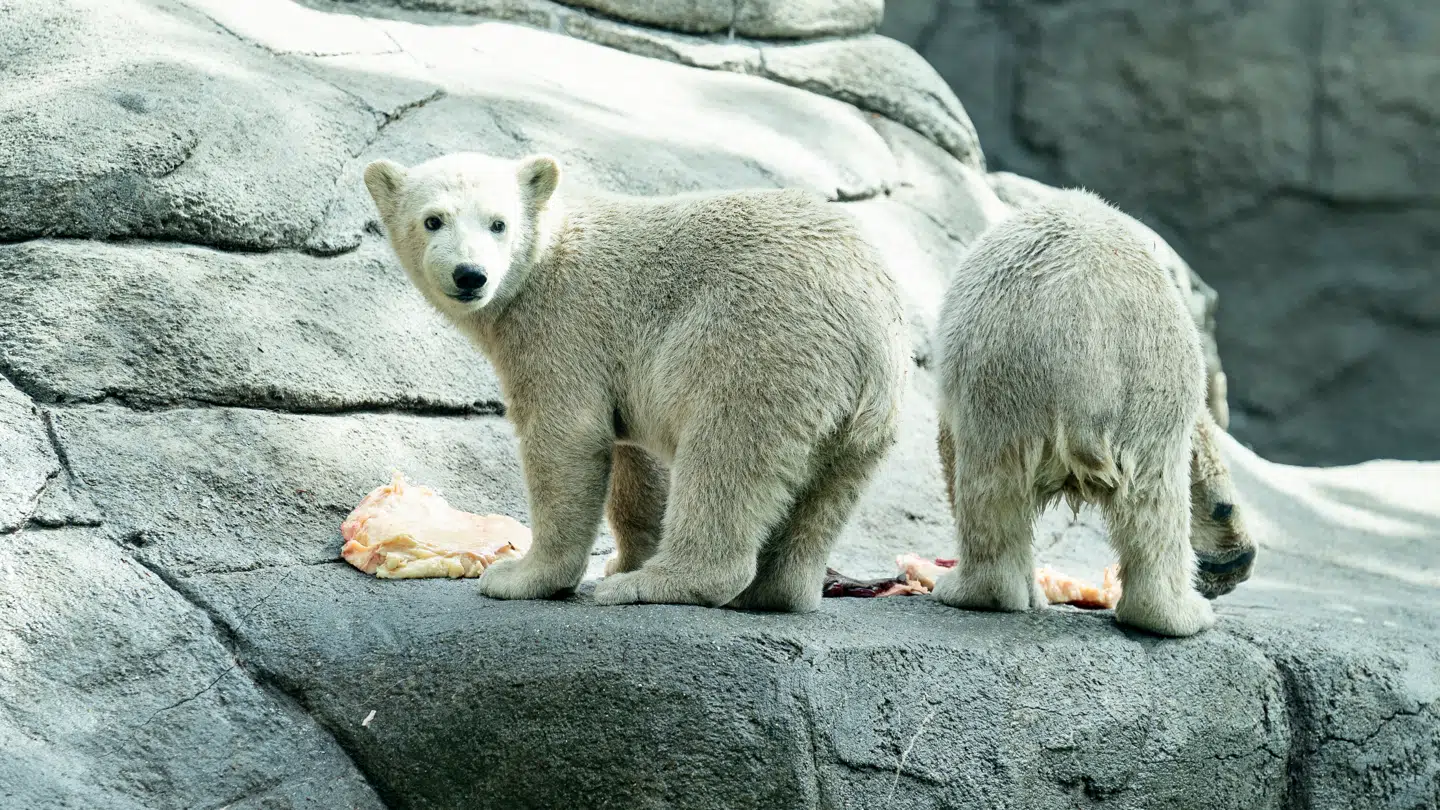 'Har du et rask dyr, der af forskellige årsager skal herfra, er du velkommen til at donere det til os,' skriver haven på Facebook.