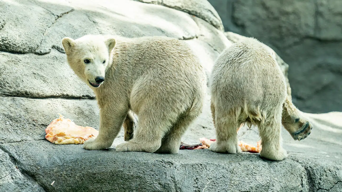 'Har du et rask dyr, der af forskellige årsager skal herfra, er du velkommen til at donere det til os,' skriver haven på Facebook.