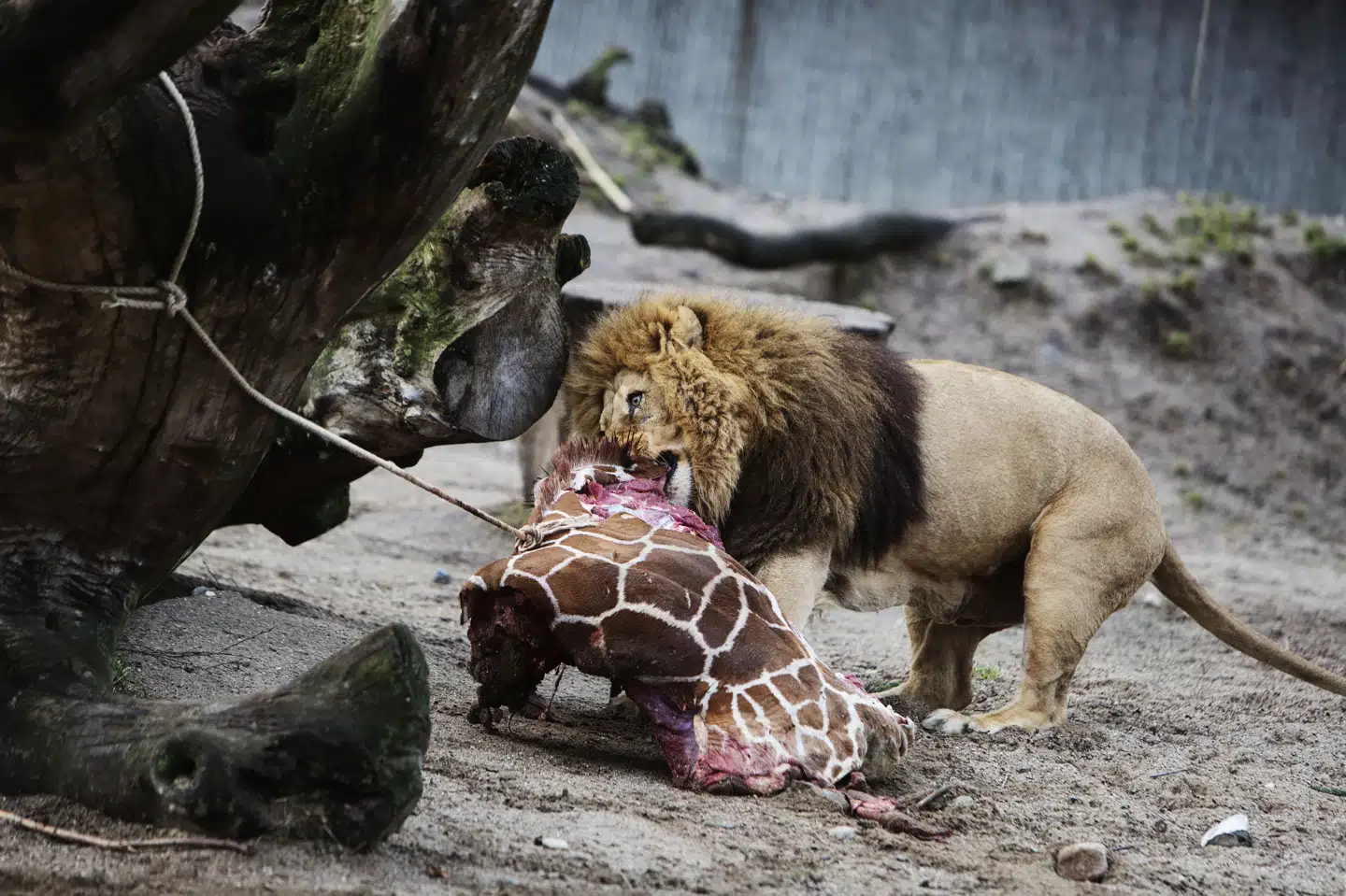 Billedet viser en løve, som i 2014 spiste stumperne af den aflivede girafunge Marius i Zoologisk Have København. (Arkivfoto).