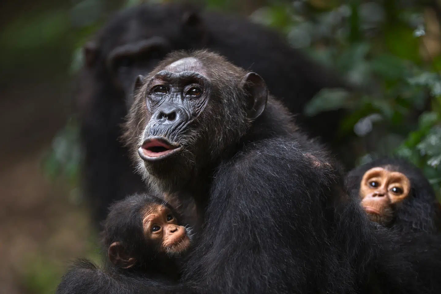 Foto: Anup Shah, Scanpix