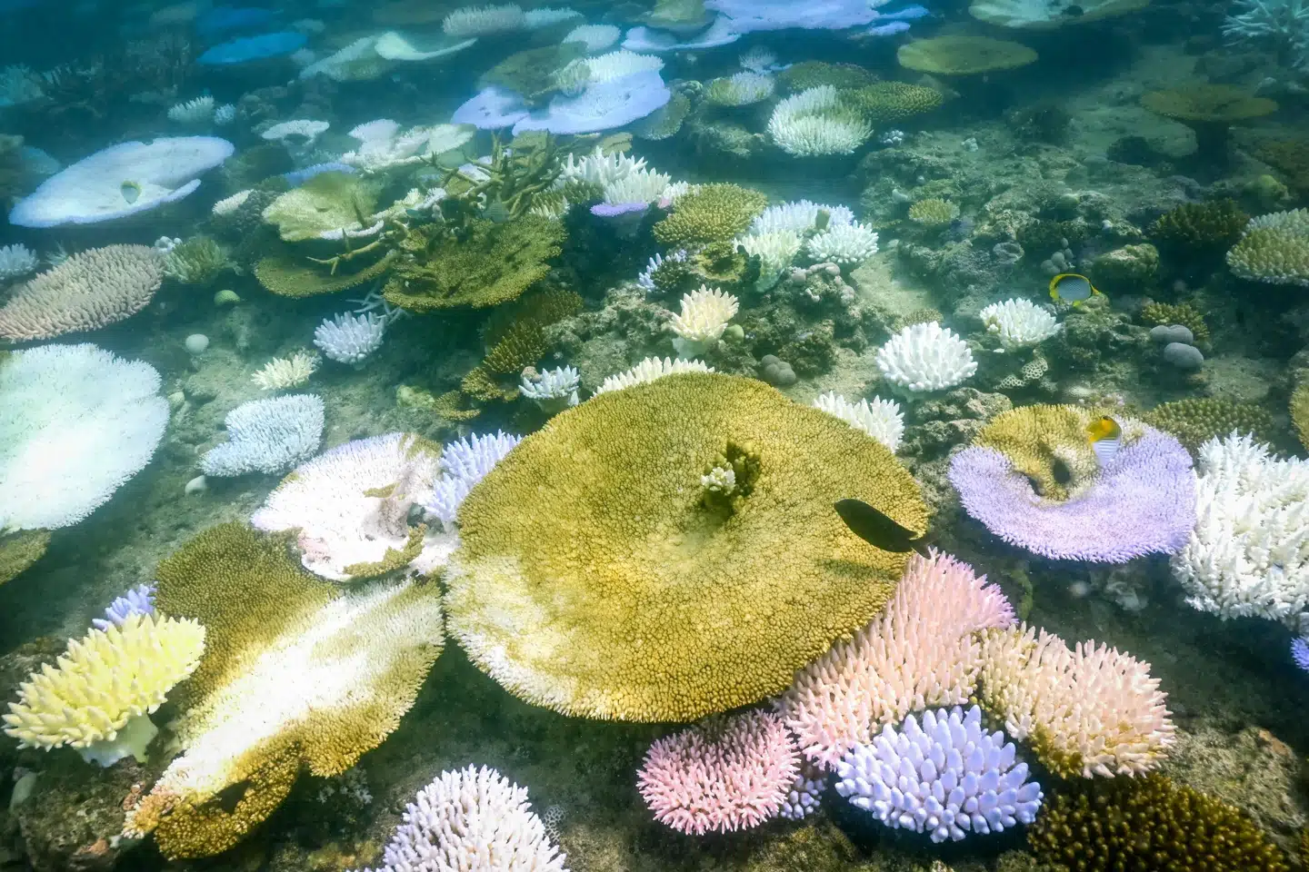 Afblegede koraller ses på Great Barrier Reef ud for Australiens østkyst. (Arkivfoto).