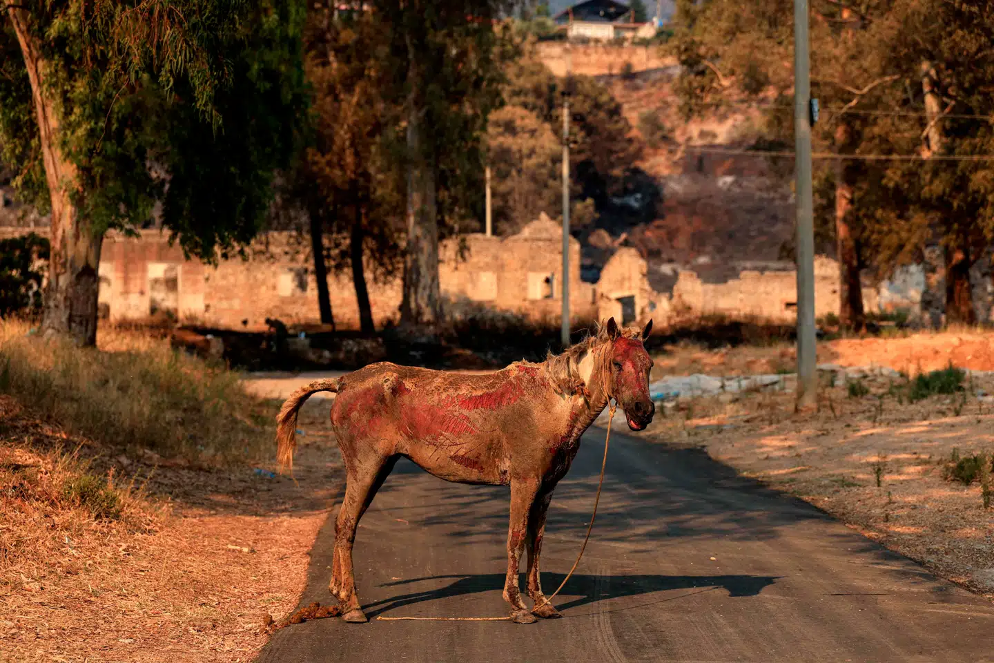 En hest med alvorlige forbrændinger efter voldsom naturbrand i Albanien forleden.