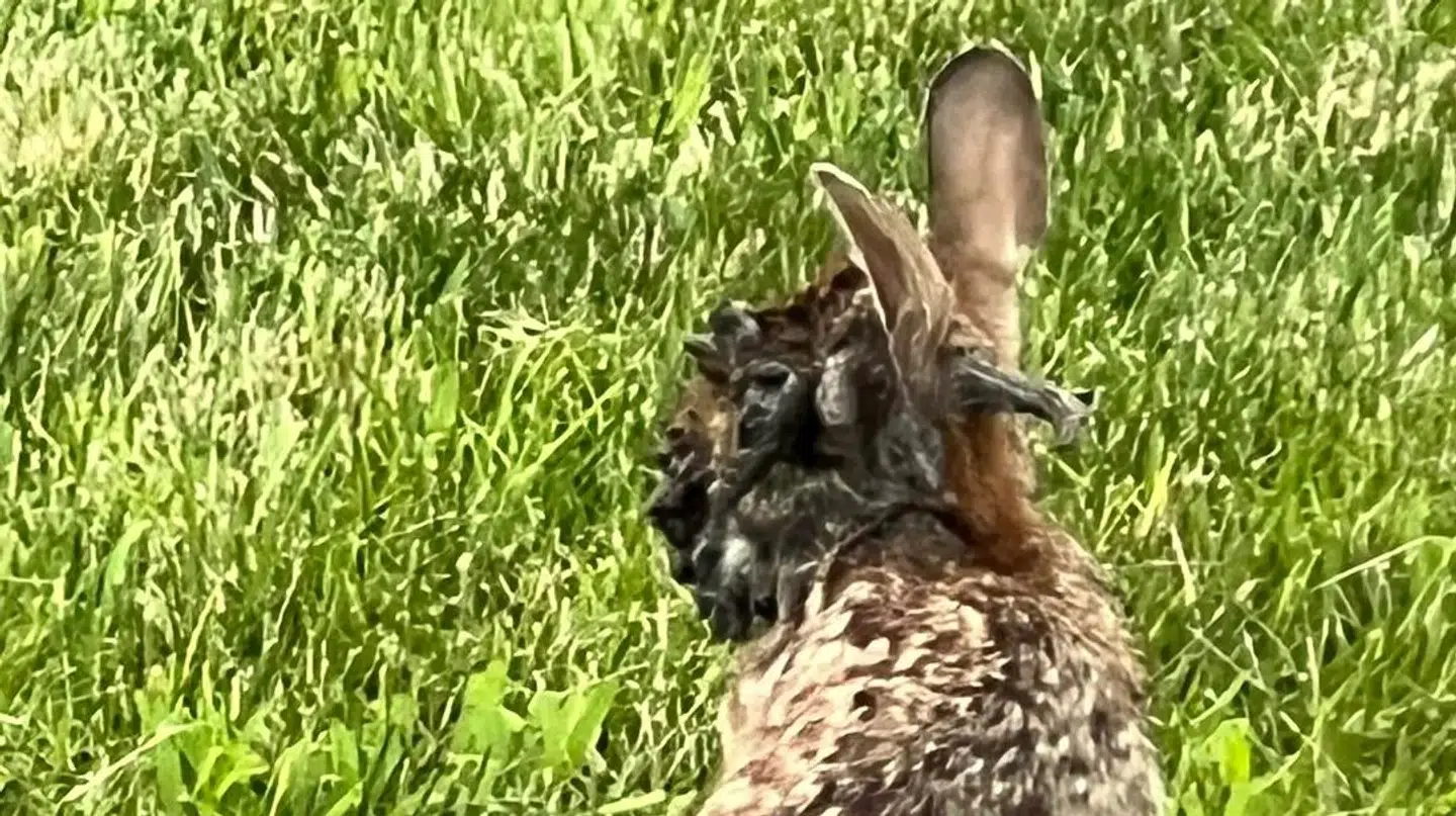 De tentakellignende vækster vokser i hovedet på kaninen.