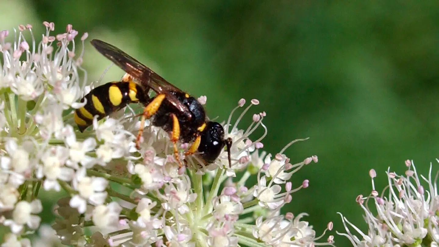 Hvepse er efterhånden blevet en fast del af sommeren. Vi kommer med tre råd til at holde hvepsen på afstand.