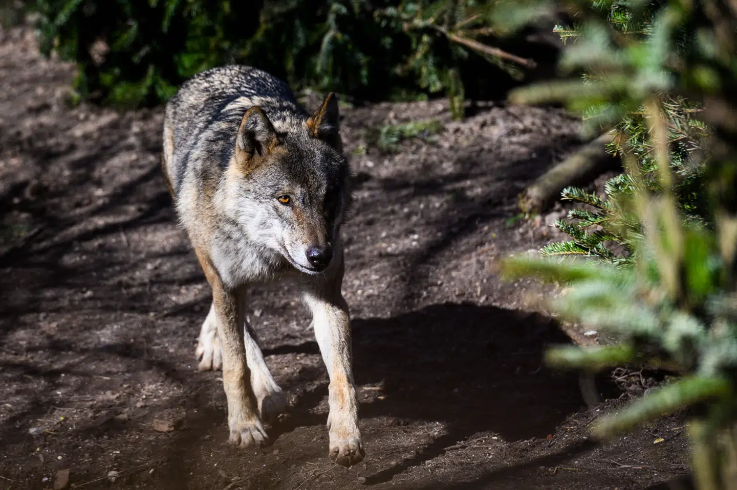 Det er bekræftet, at en ulv har bidt en seksårig dreng i en skov i nærheden af Utrecht i Holland. Dyret på billedet er en ulv fra Københavns Zoo i 2019. (Arkivfoto).