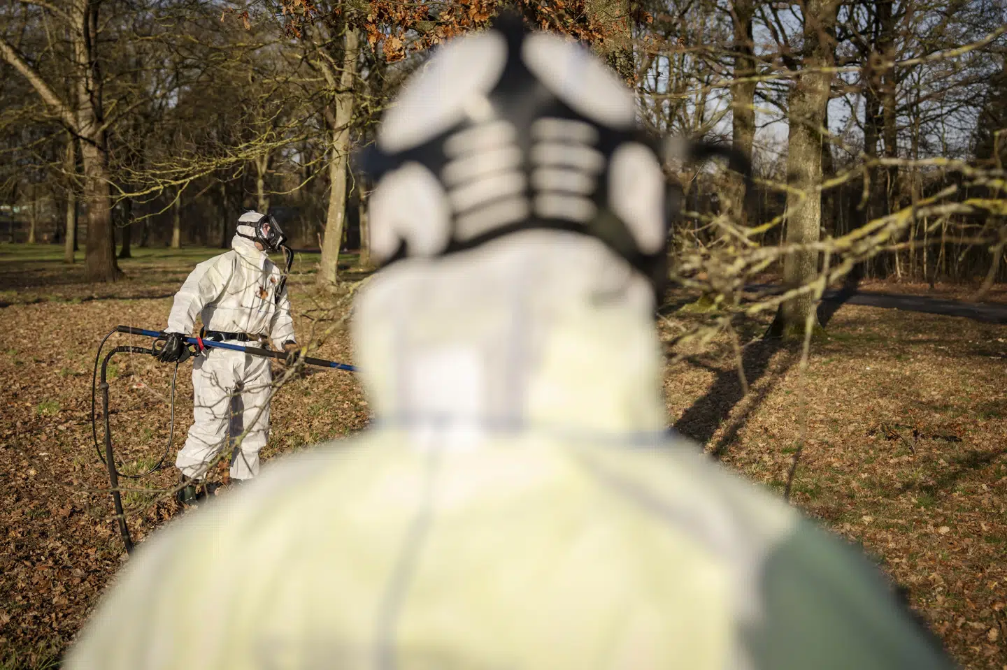 Odense Kommune fandt hen over vinteren op mod 1000 reder af egeprocessionsspinder i det sydøstlige Odense. Det har ført til en omfattende bekæmpelse, der nu kan afsluttes for i år. (Arkivfoto).
