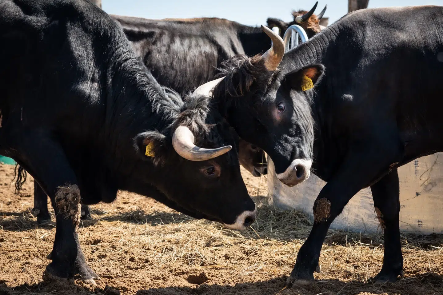 Tauros-oksen kan veje op til 1500 kilo og har horn på op mod én meter. Nu skal 30 eksemplarer af kæmpeoksen skabe mere vild natur på Lolland. (Arkivfoto).