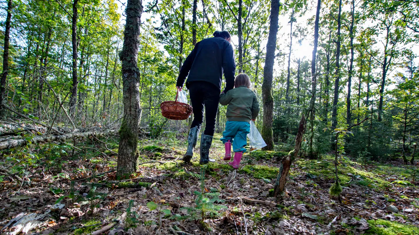 Tager du på svampetur i den kommende tid, gælder det om at kigge sig godt for. (Arkivfoto)
