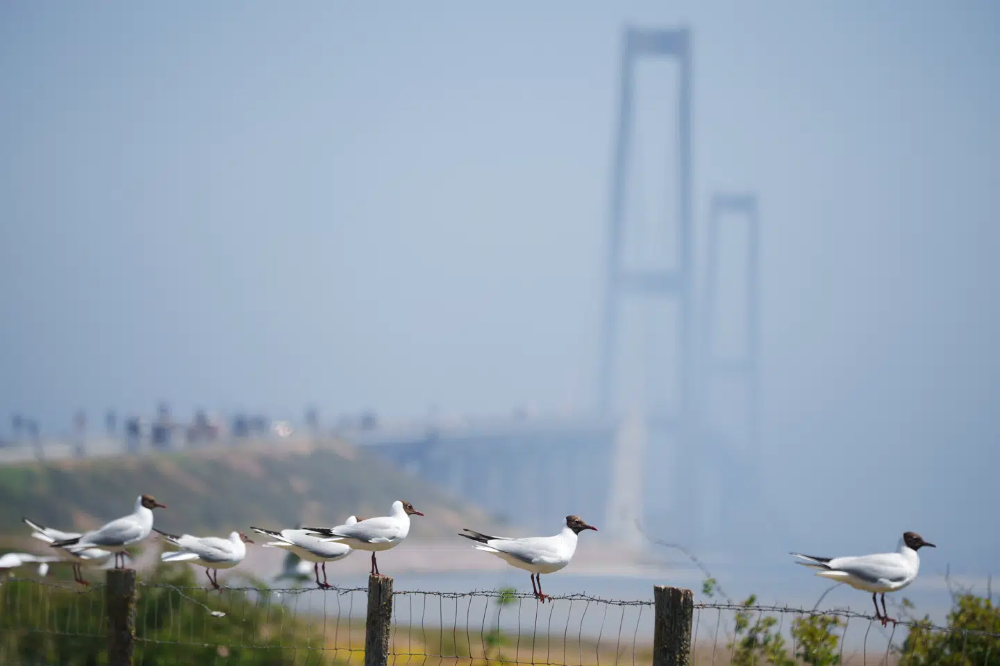 »Det kunne have været løst på stedet. I stedet blev jeg bedt om at gå hjem og anmelde fejlen via deres hjemmeside,« skriver revisor Palle Thaisen.