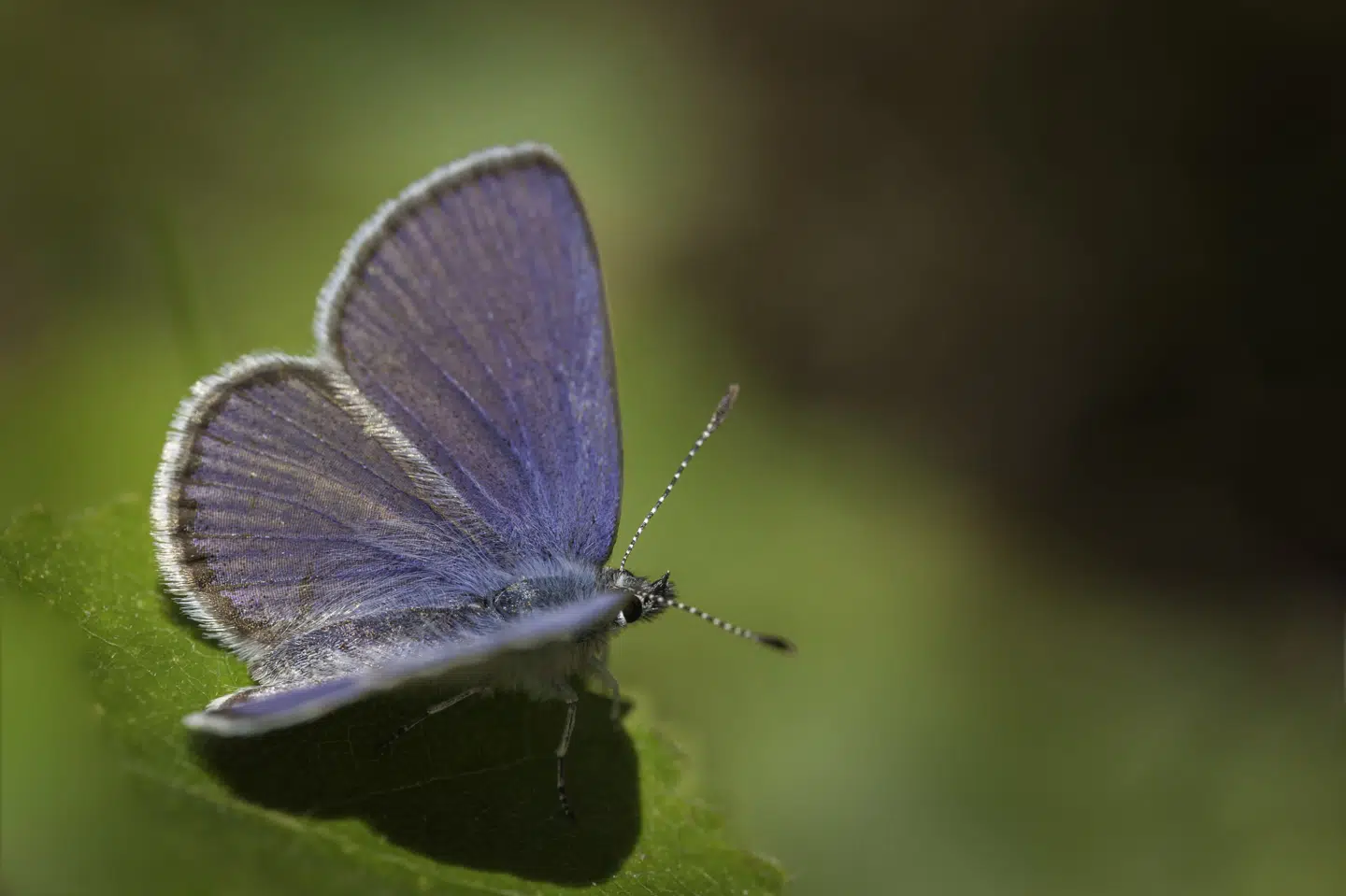 Bølleblåfuglen er en art af blåfuglefamilien, der kan findes i moser med mosebølle og tranebær. Sommerfuglen er i kraftig tilbagegang i Danmark. (Arkivfoto).