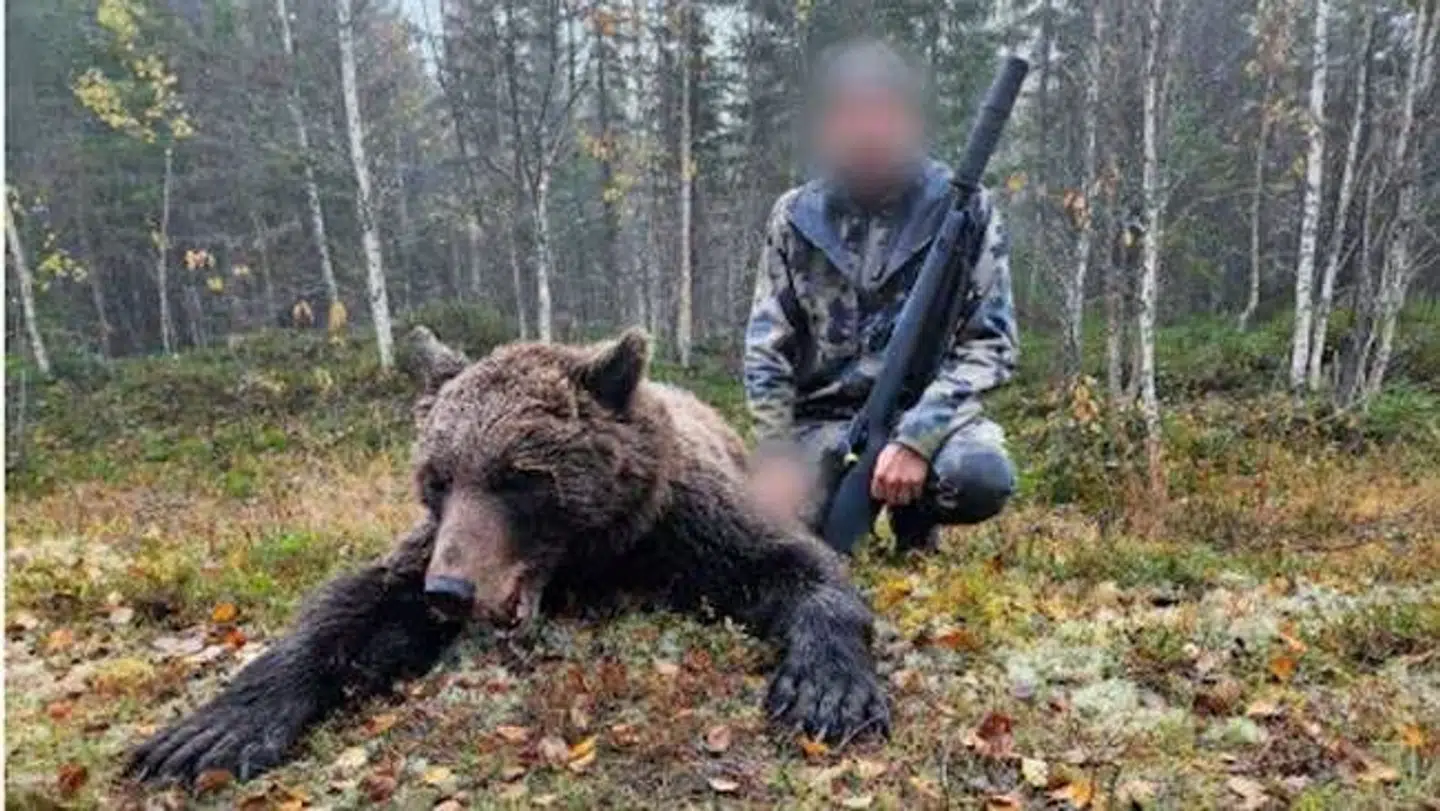 Jægerne filmede bjørnejagten, der fandt sted i 2023.