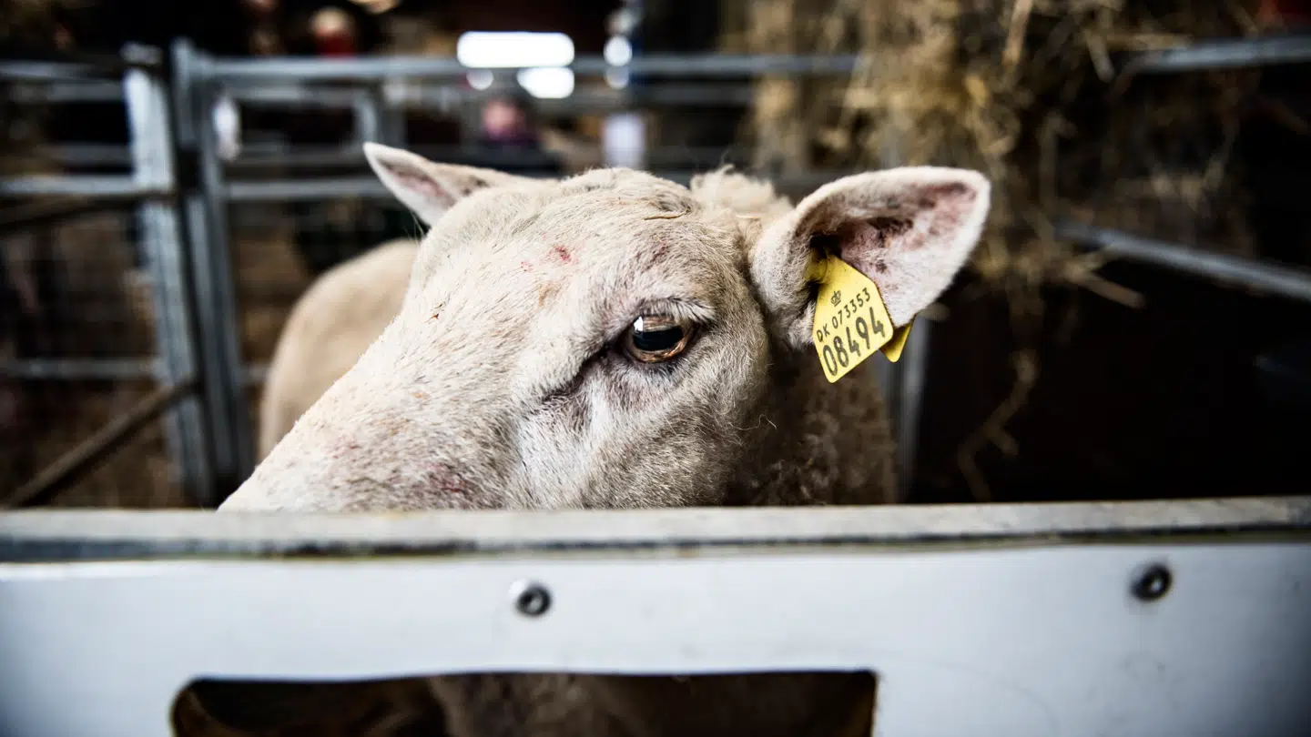 Natten til fredag blev et fårehoved placeret ude foran en virksomhed i Malmø.