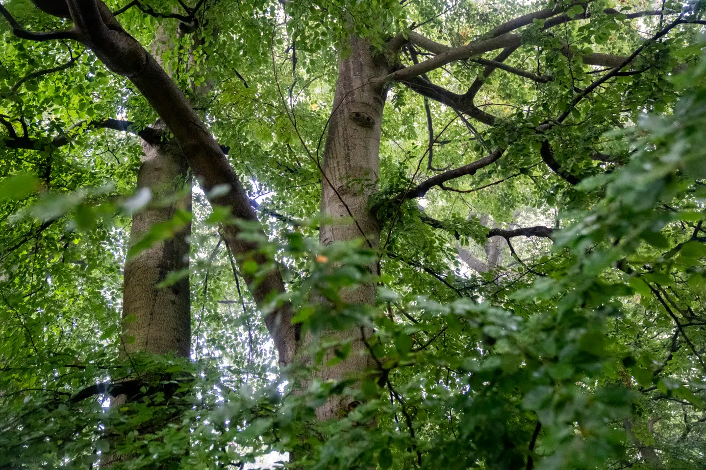 Naboret betyder kort sagt, at ejere ikke kan bruge deres ejendom uden hensyn til andre. Ejeren skal respektere, at naboer også har ret til at bruge deres ejendom.