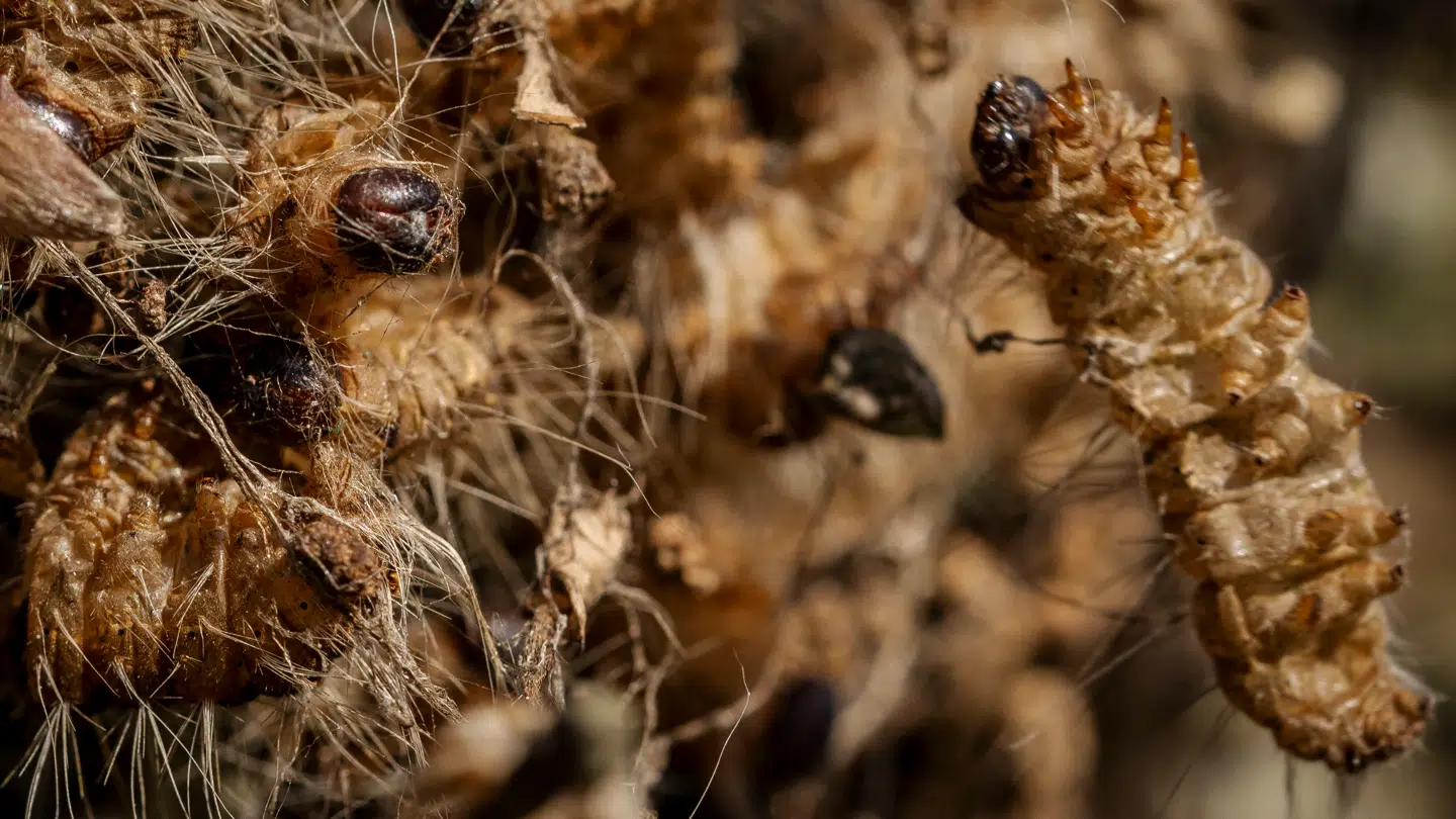 Larven, der har fået navnet 'larven fra helvede', blev fundet i børnehaven Nørrestrand som det første og eneste sted i Jylland.