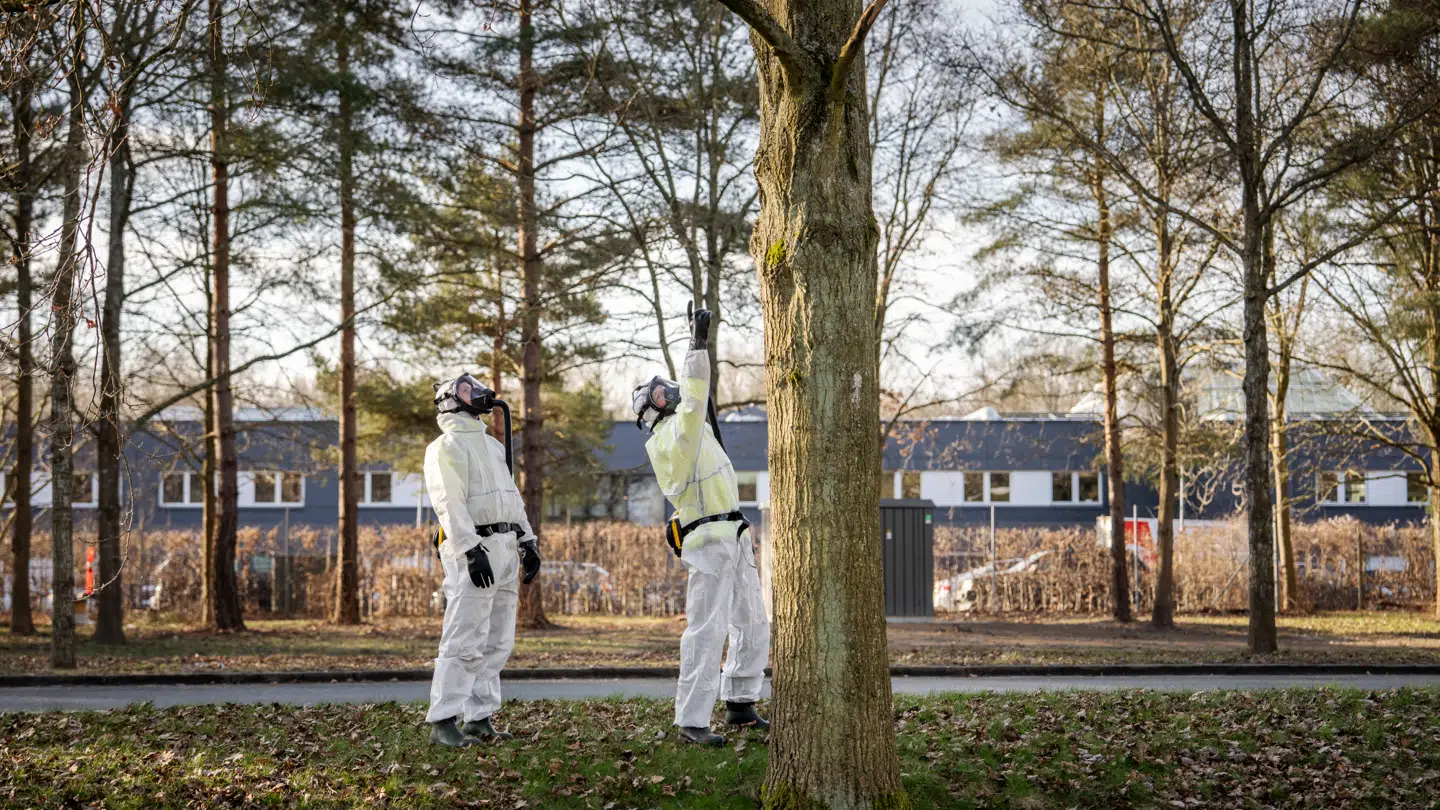 Det kræver professionel at fjerne 'larven fra helvede'.