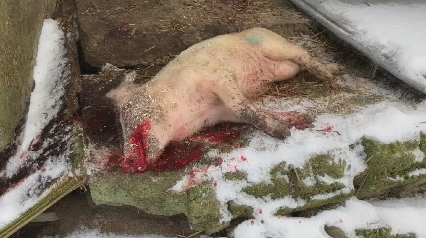 Under et af Fødevarestyrelsens besøg på gården har de blandt andet filmet flere døde grise, der lå frit tilgængeligt udenfor Jørgen Popp Petersens svinestald.