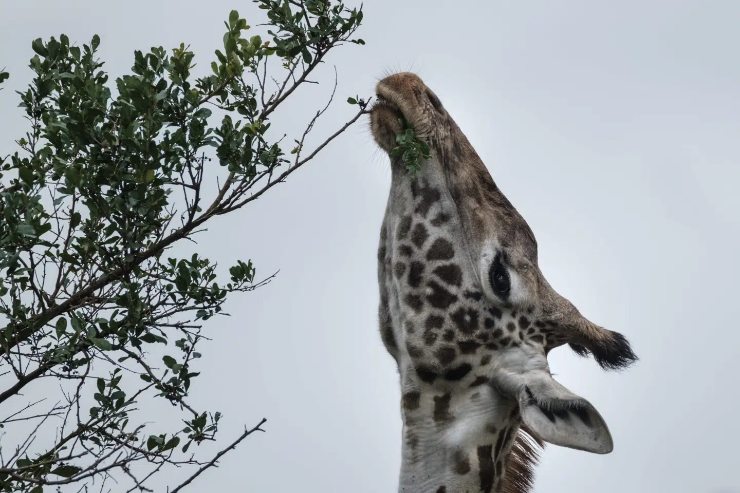 Giraffen er en af de truede dyrearter. Arkivfoto: Yasuyoshi, Scanpix