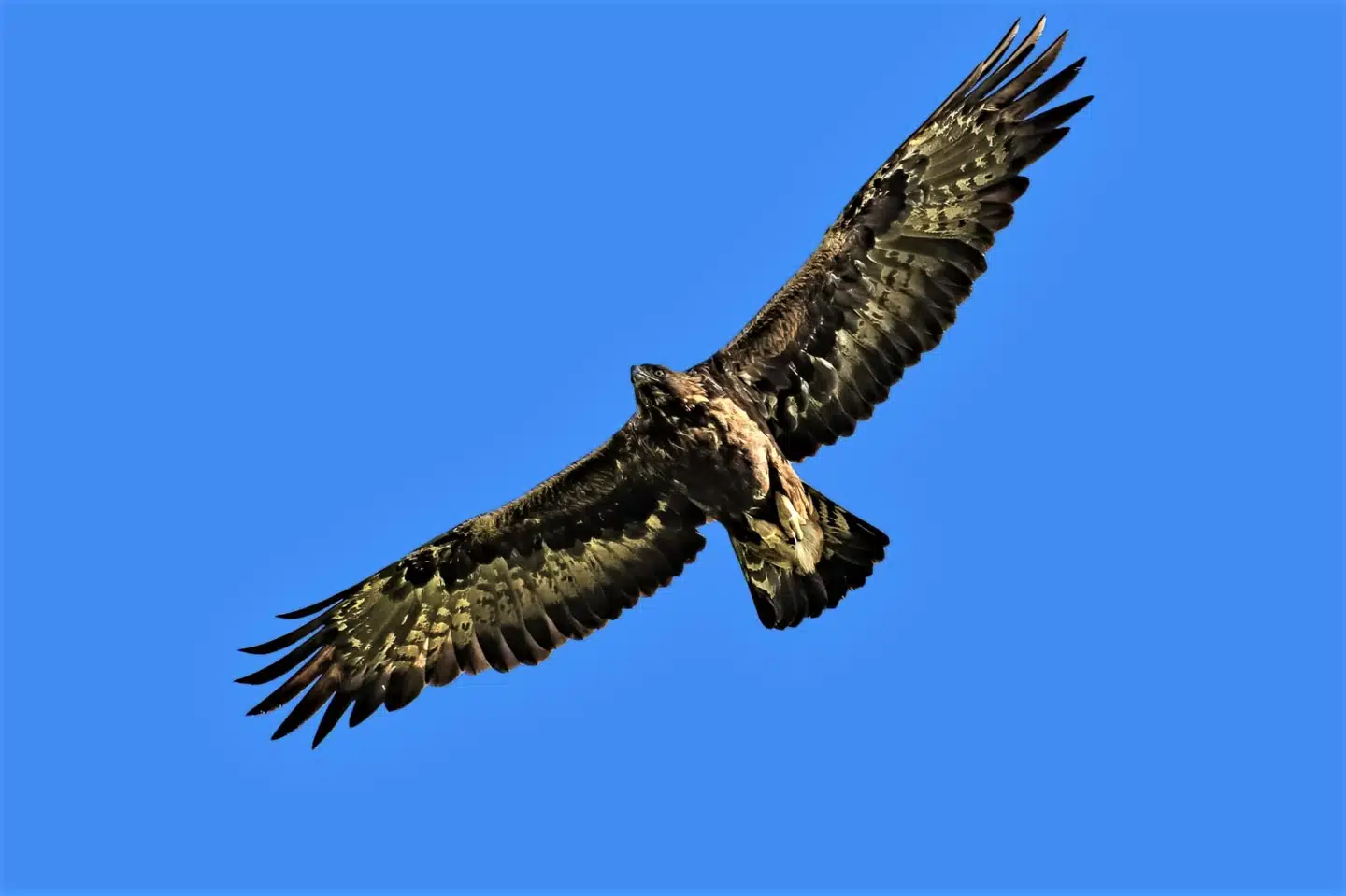 Fremgang for kongeørn giver hidtil højeste antal ynglepar | Berlingske