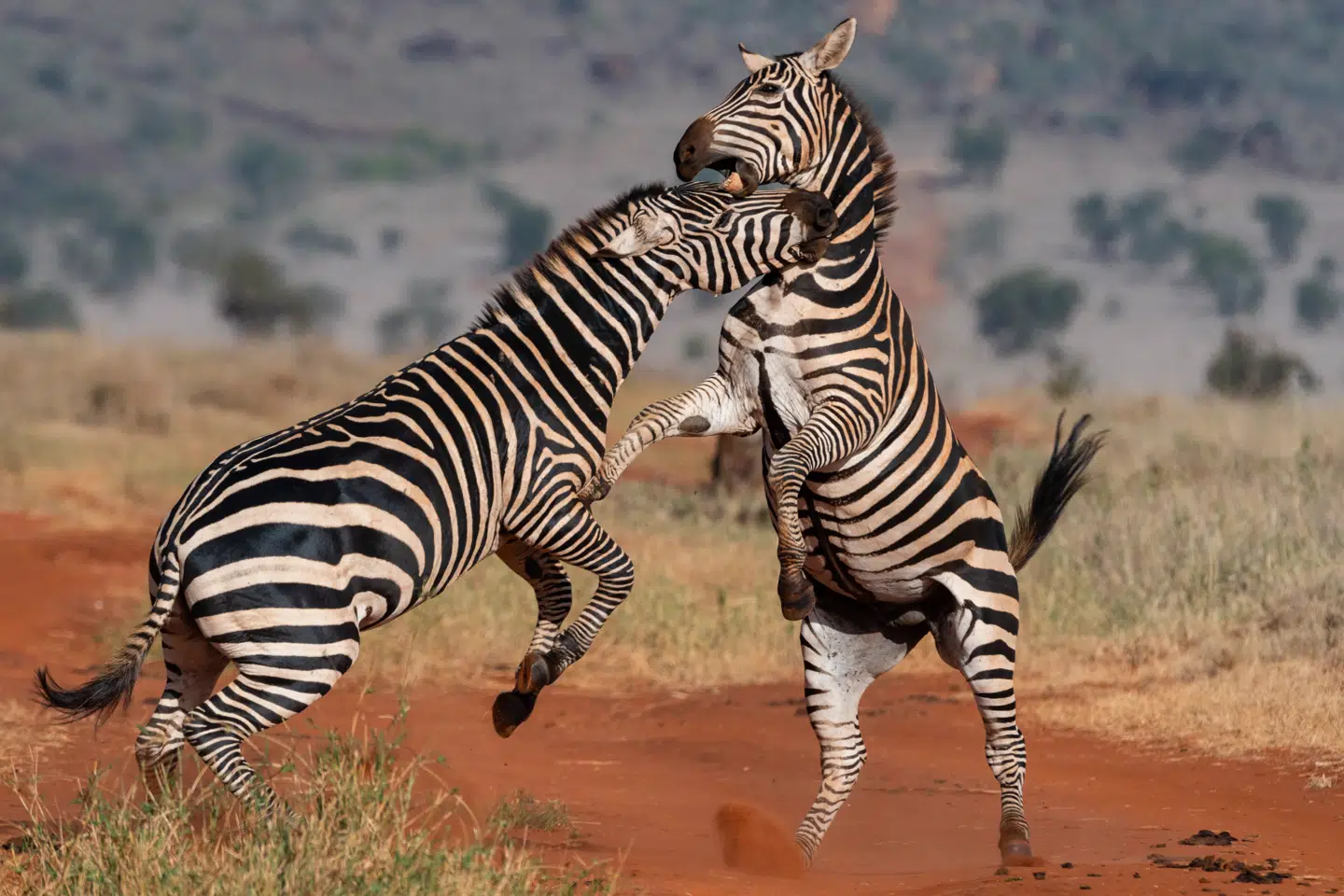 Zebraer i kamp i Tsavo Conservation Area i Kenya. Foto: Sergio Pitamitz, Scanpix