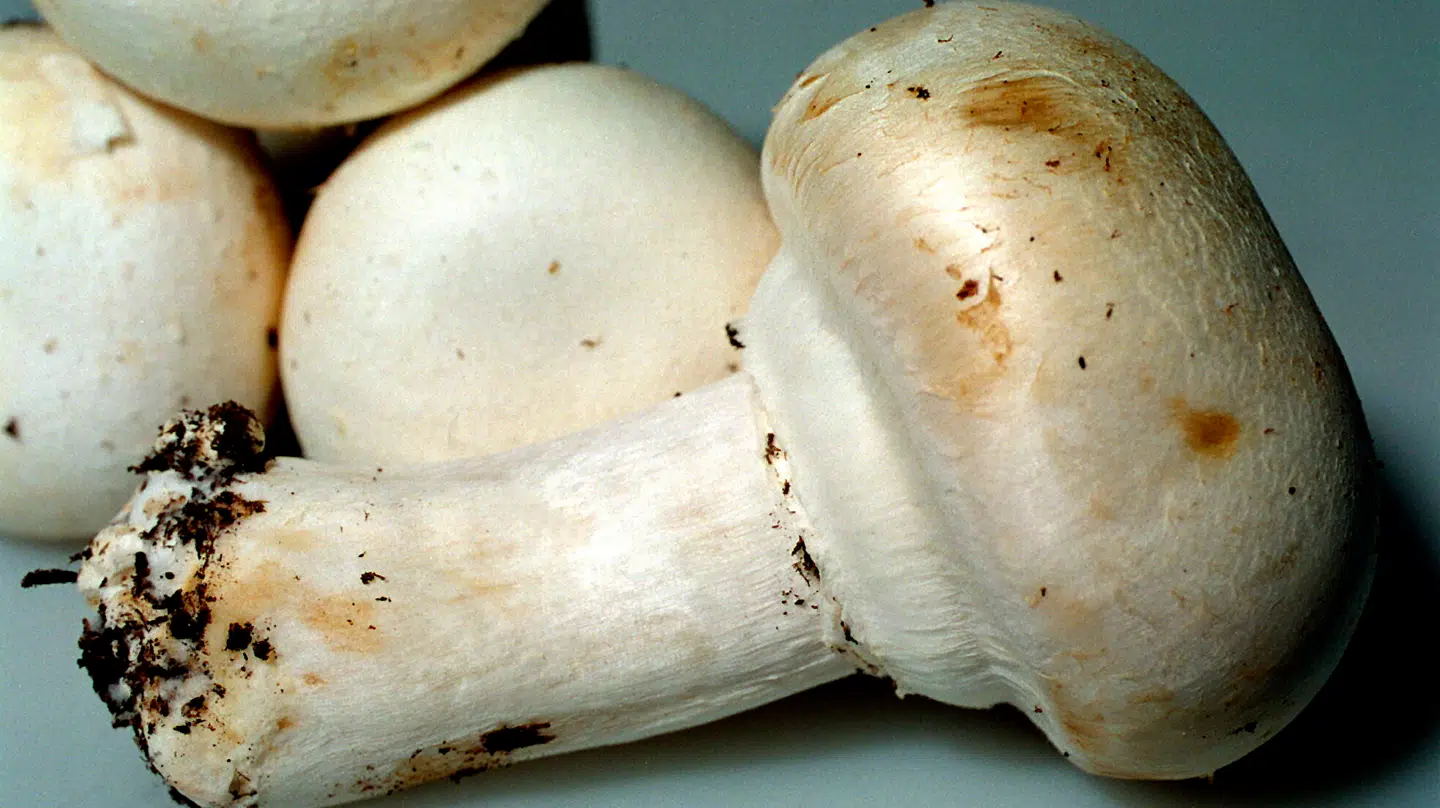 Fødevarestyrelsen advarer mod at spise for mange champignon.