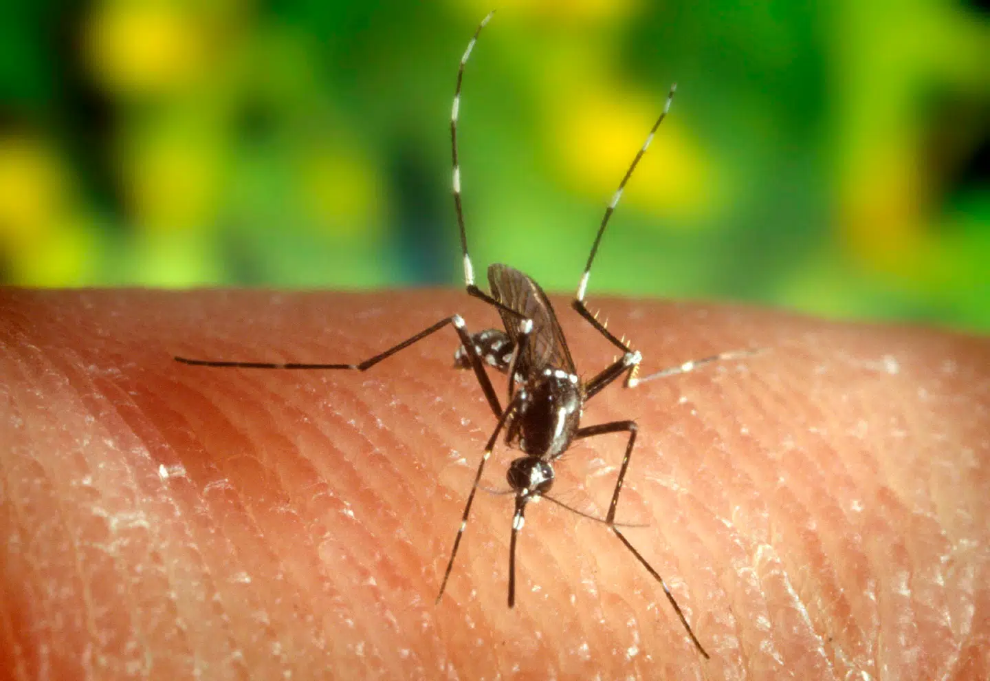 Det er ikke tilfældigt, hvor mutationer opstår, viser ny forskning. Her ses Anopheles quadrimaculatus. Arkivfoto: U.S. Centers for Disease Control, Scanpix