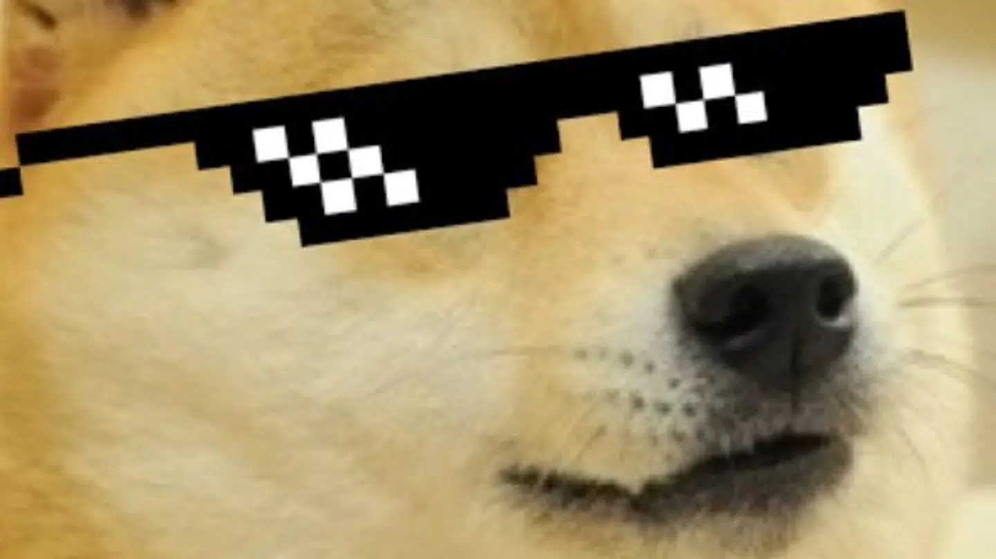 Solbrillerne – gerne på hunden her – er et populært internetbillede på at være cool og leve et såkaldt 'thug life'. Foto: Meme / Pinterest