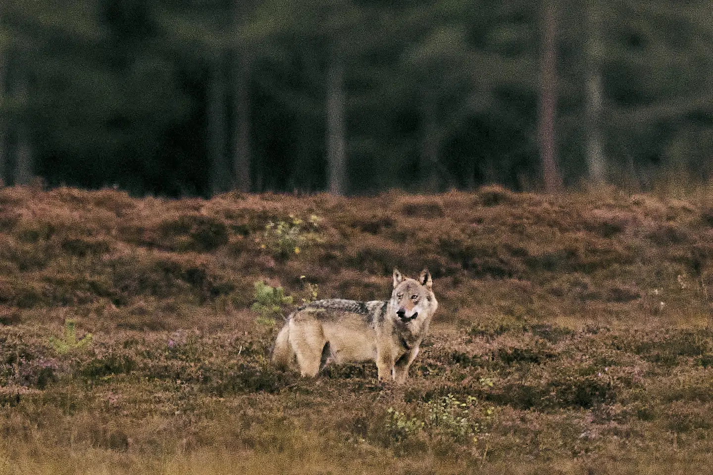 En vild ulv står i græsset i Vestjylland mandag.
To landmænd har fået tilladelse til at skyde en såkaldt problemulv efter et angreb på en fåreflok i Vestjylland i slutningen af august. (Arkivfoto).